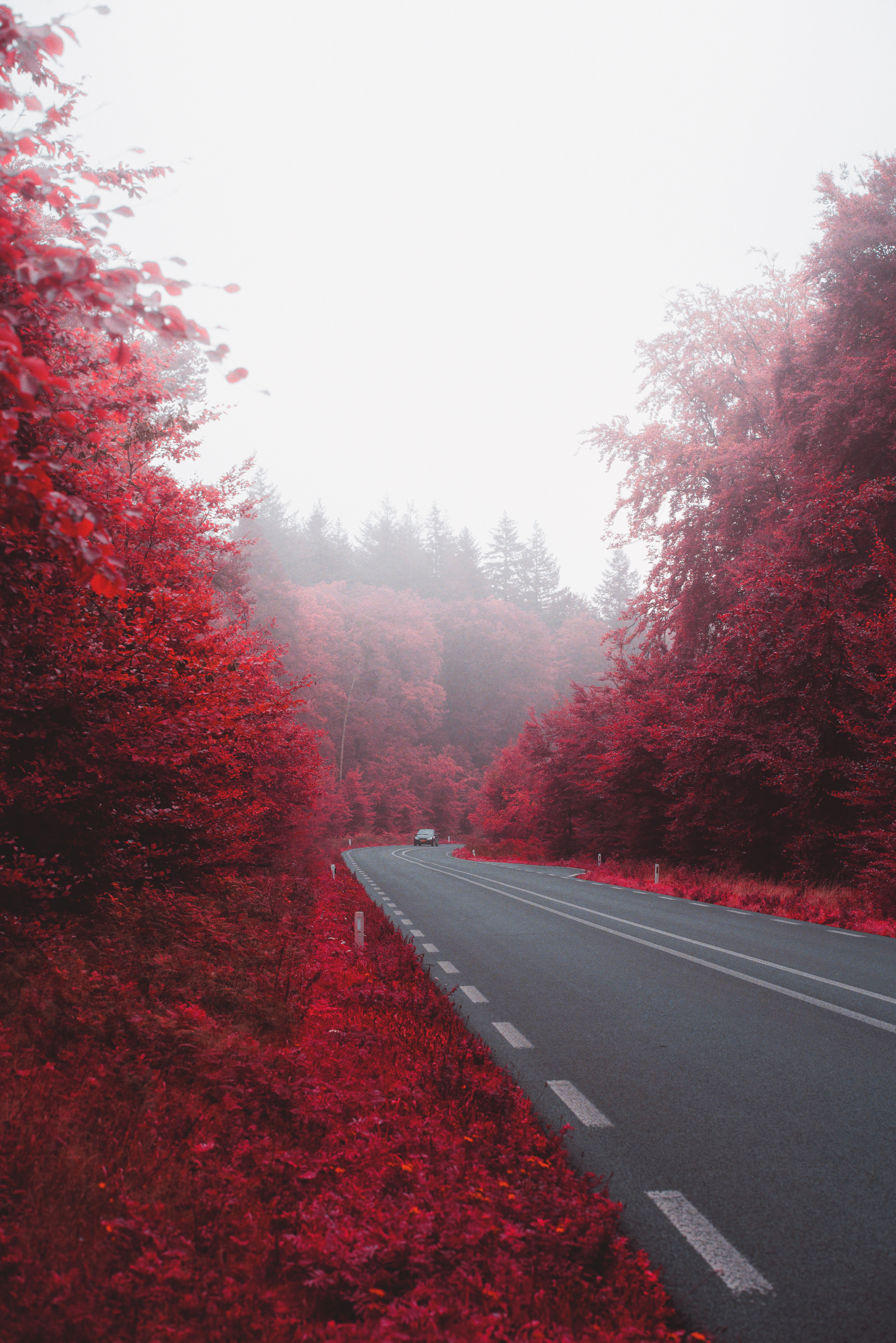 Free download wallpaper Bush, Fog, Nature, Road, Car, Machine, Autumn on your PC desktop