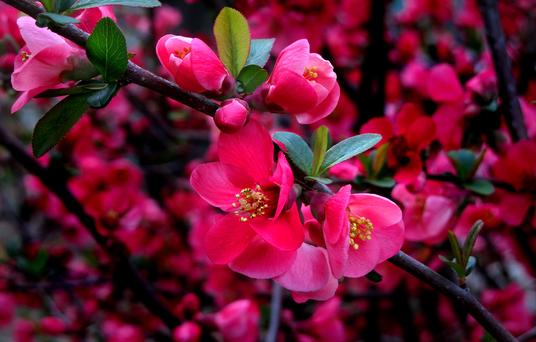 Download mobile wallpaper Flowers, Close Up, Branch, Earth, Cherry Blossom, Blossom, Pink Flower for free.