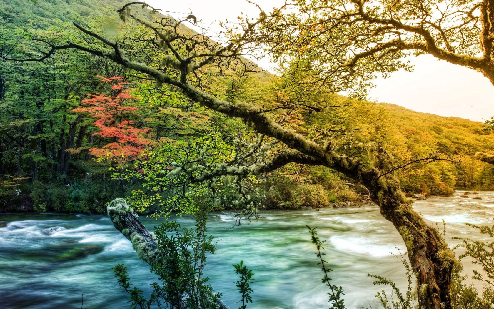 Скачать картинку Дерево, Река, Течение, Оттенки, Природа в телефон бесплатно.