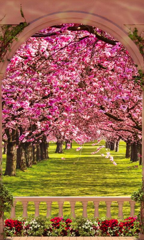 Скачати мобільні шпалери Дерево, Цвітіння, Земля, Весна, Альтанка, Рожева Квітка безкоштовно.