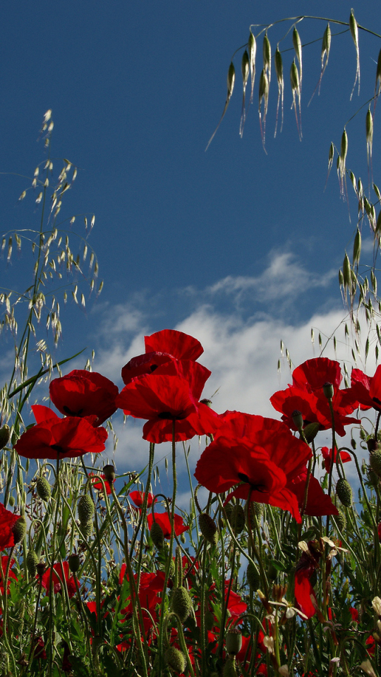 Descarga gratuita de fondo de pantalla para móvil de Flores, Amapola, Tierra/naturaleza.