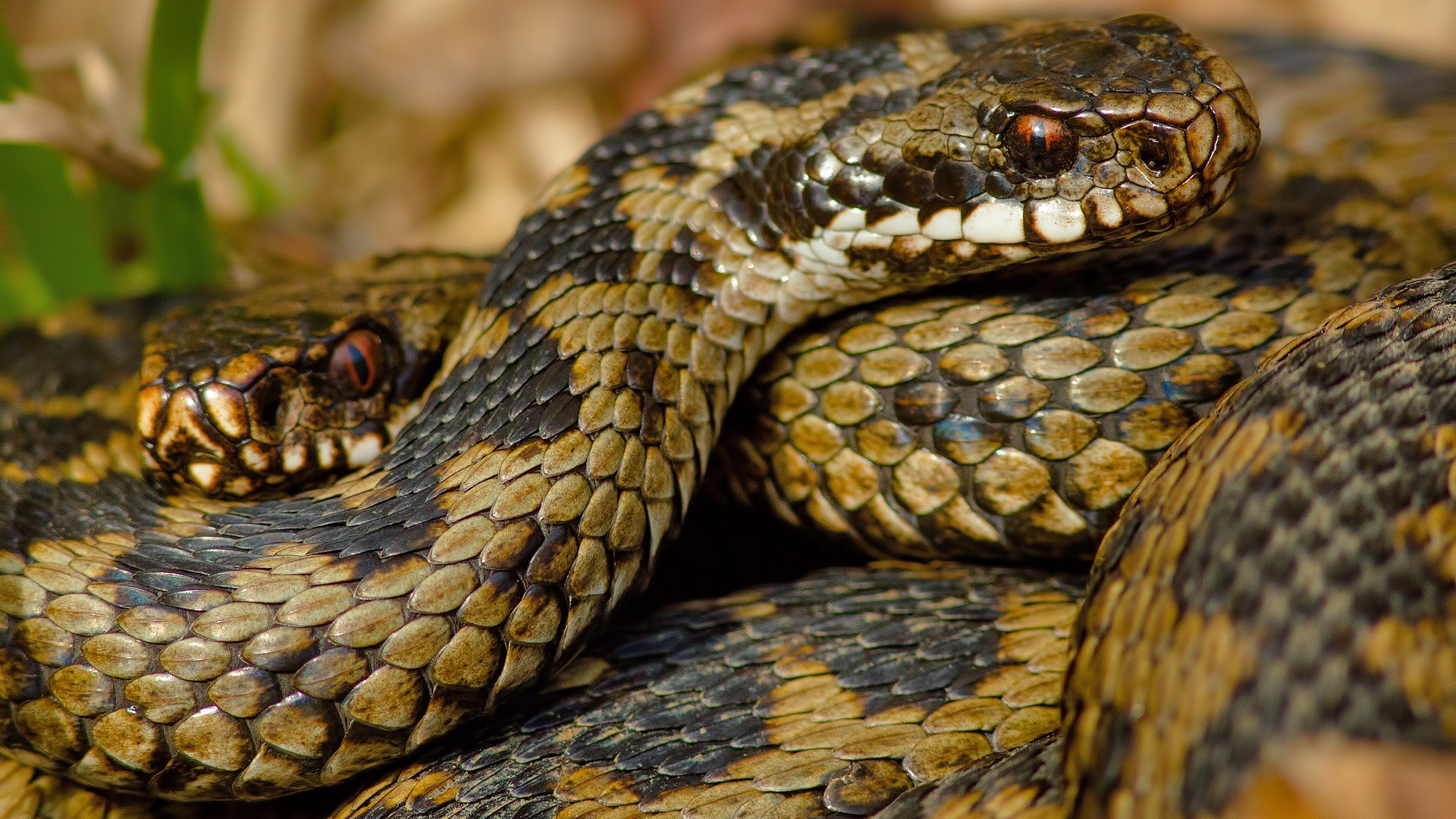 Baixar papel de parede para celular de Cobra, Répteis, Animais gratuito.