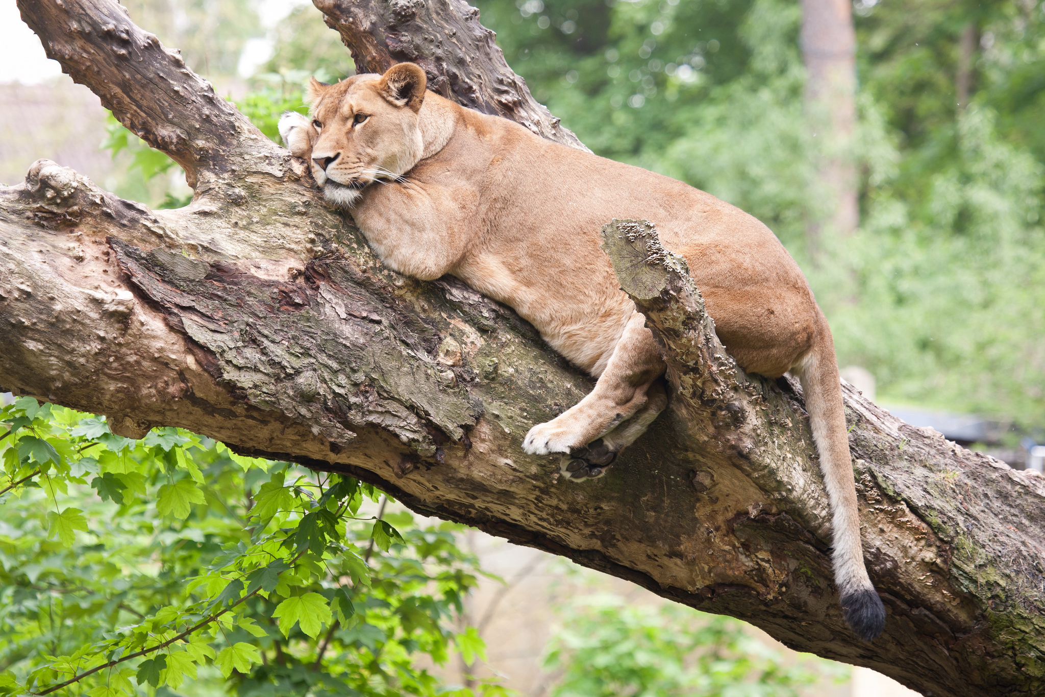 Téléchargez des papiers peints mobile Lion, Chats, Animaux gratuitement.