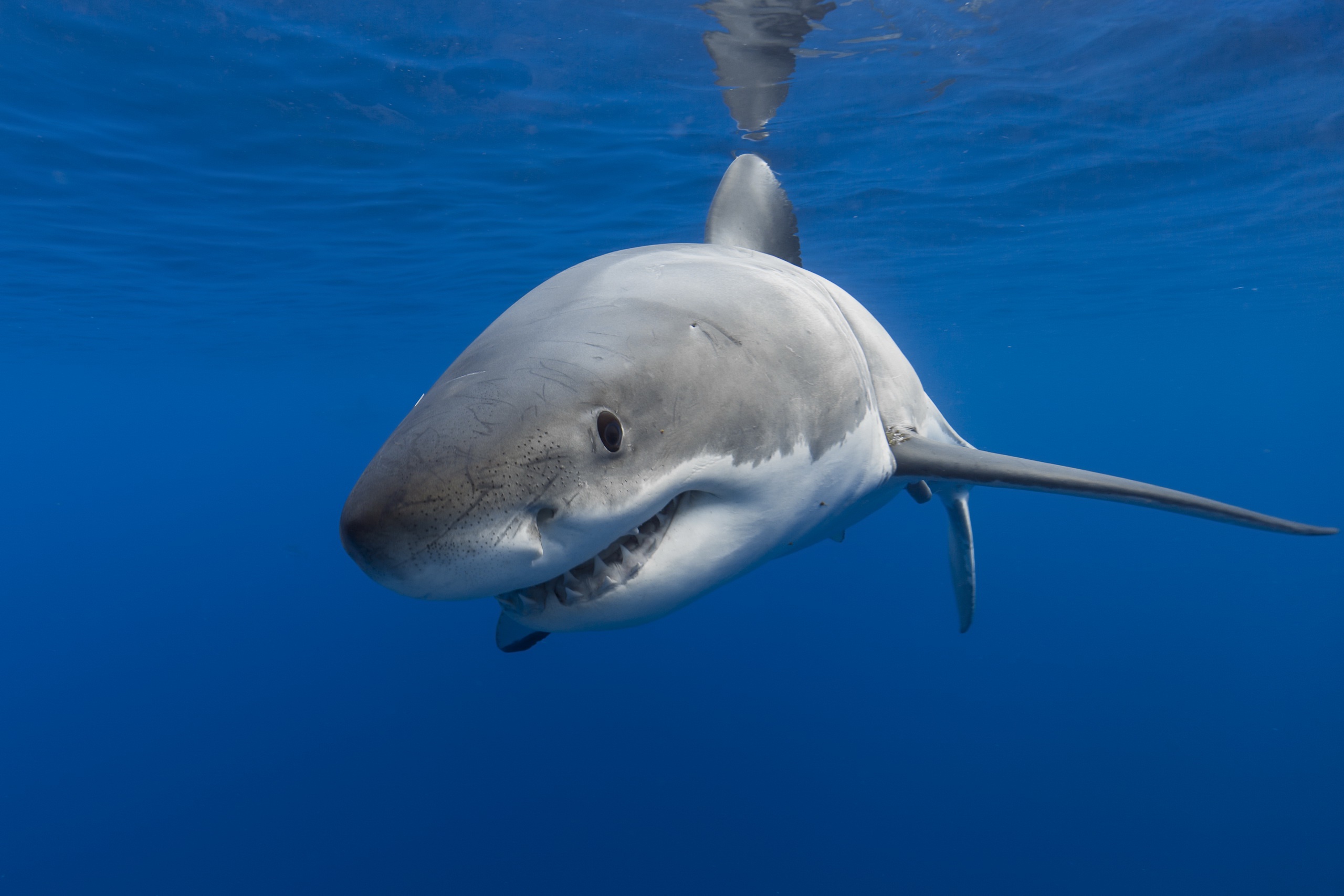 Laden Sie das Tiere, Unterwasser, Hai, Seeleben, Haie-Bild kostenlos auf Ihren PC-Desktop herunter