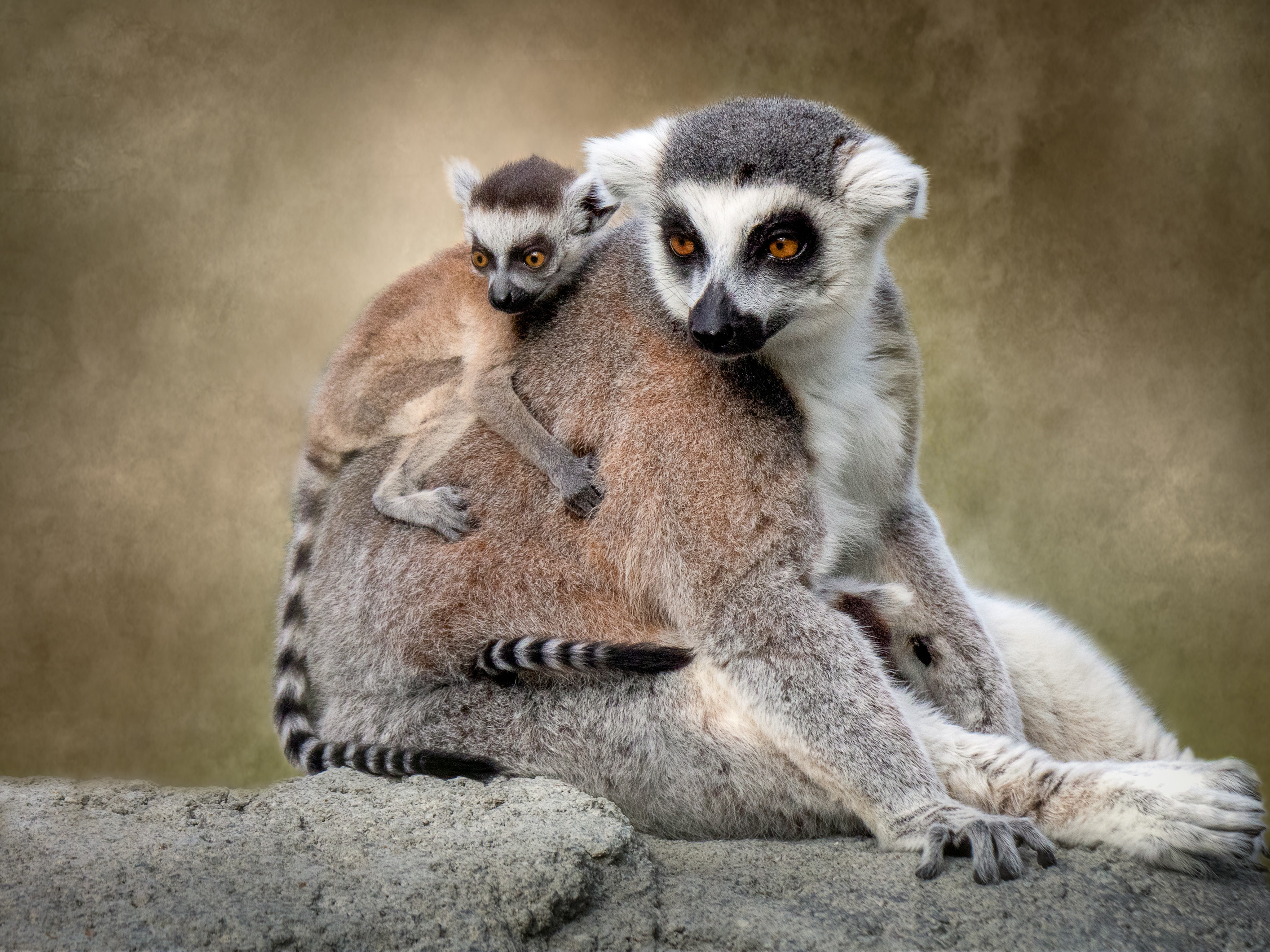 Download mobile wallpaper Monkeys, Animal, Lemur, Primate, Baby Animal for free.