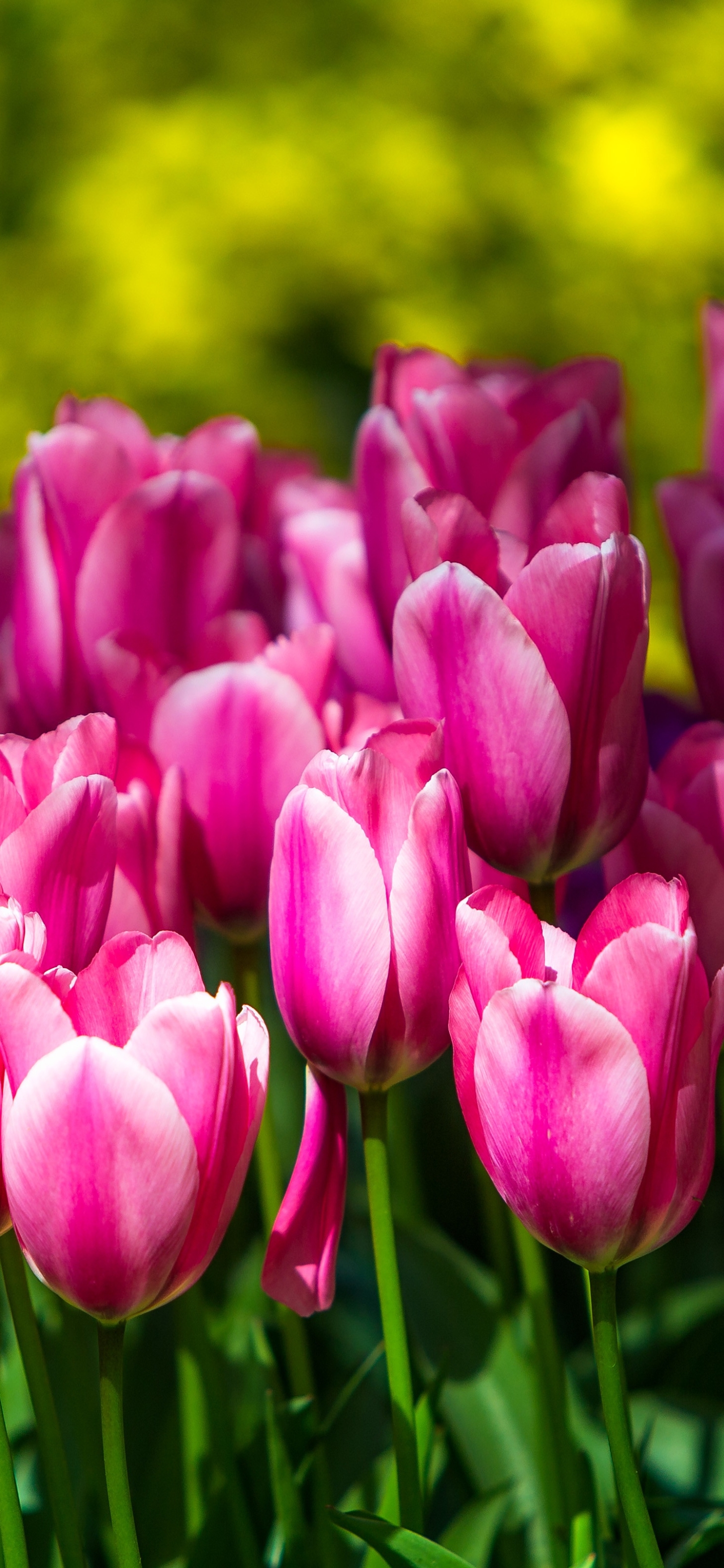Baixe gratuitamente a imagem Natureza, Flores, Flor, Flor Rosa, Tulipa, Terra/natureza na área de trabalho do seu PC