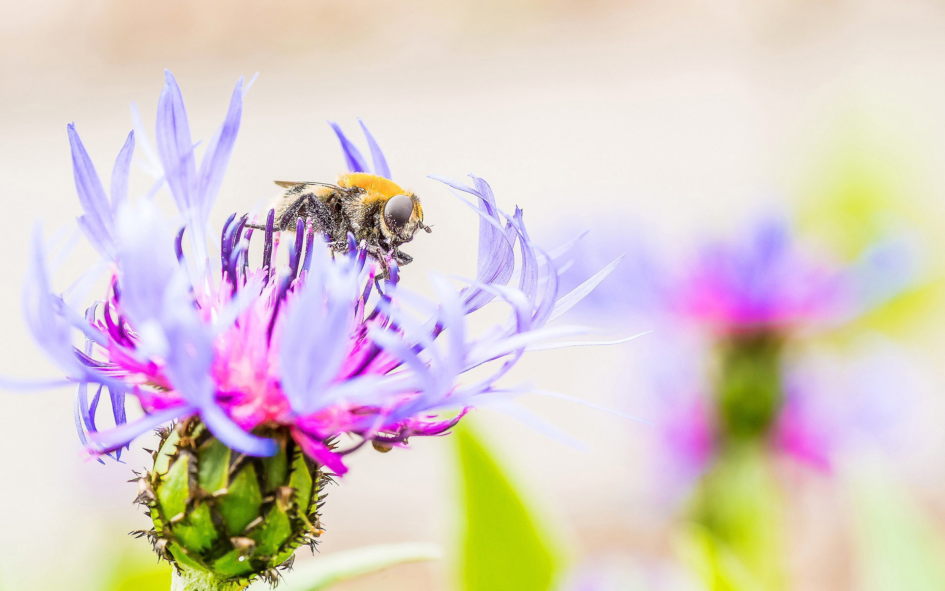 Free download wallpaper Nature, Insects, Flower, Macro, Blur, Insect, Bee, Animal on your PC desktop