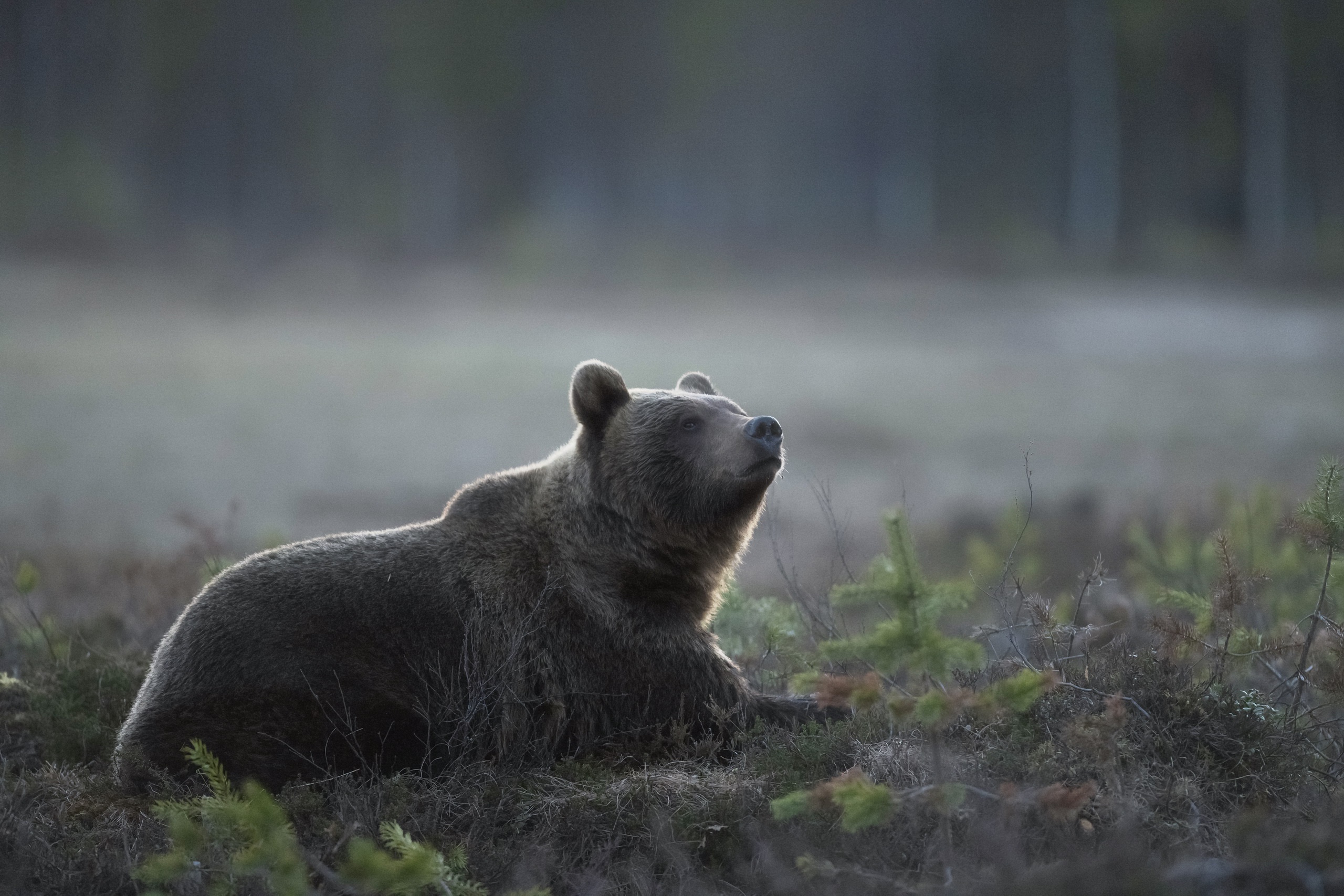 Download mobile wallpaper Bears, Bear, Animal, Depth Of Field for free.
