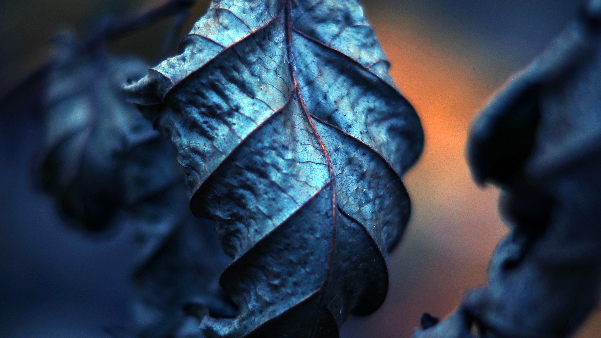 Download mobile wallpaper Leaf, Earth for free.