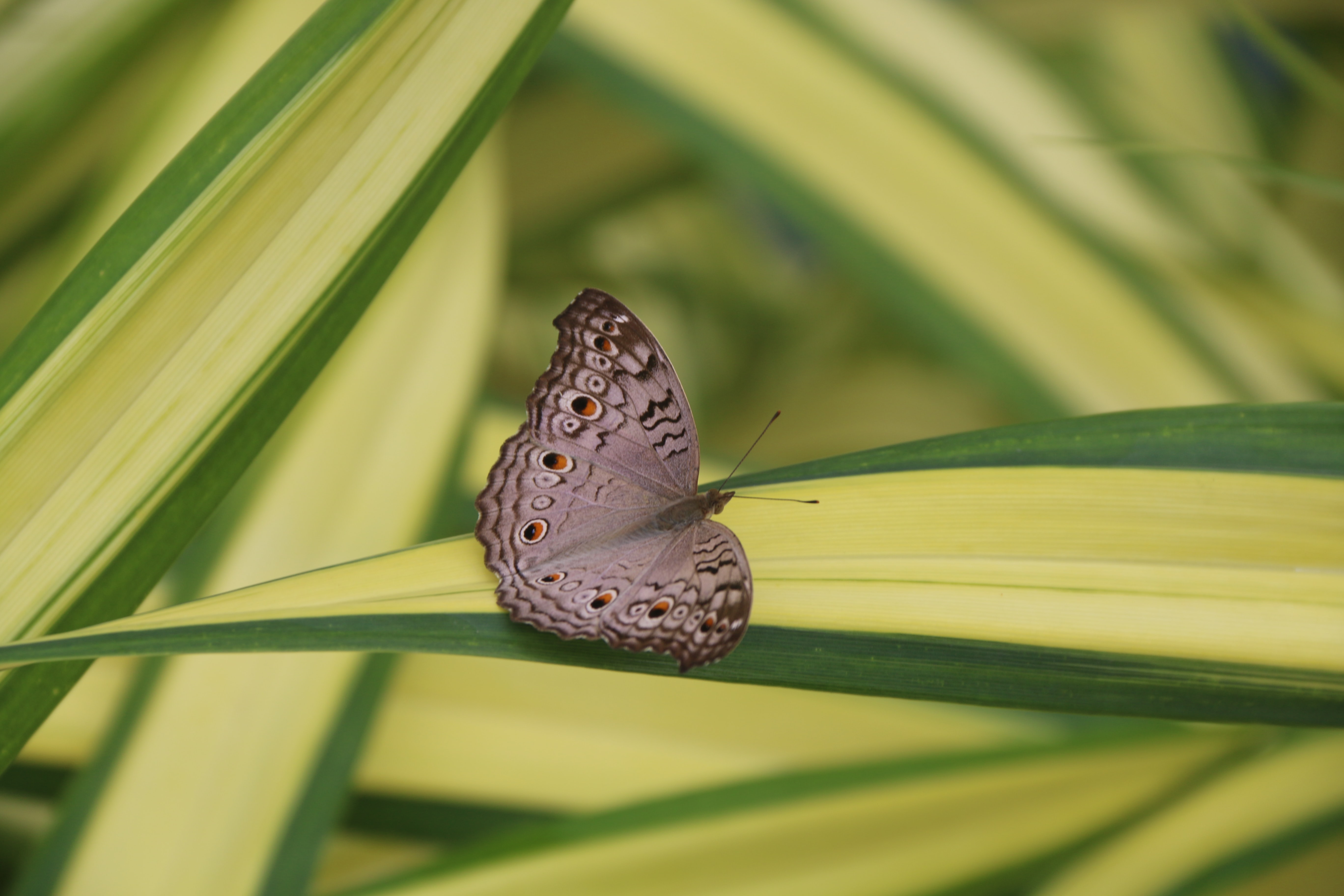 Laden Sie das Makro, Insekt, Schmetterling-Bild kostenlos auf Ihren PC-Desktop herunter