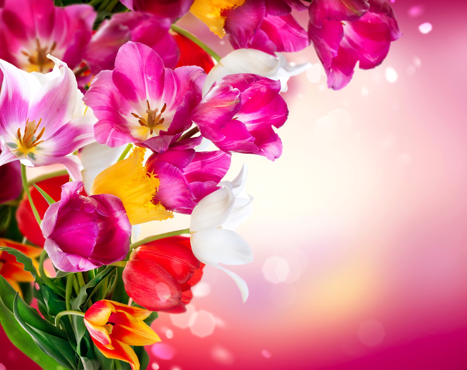 Handy-Wallpaper Blumen, Blume, Farben, Bunt, Tulpe, Erde/natur, Pinke Blume kostenlos herunterladen.