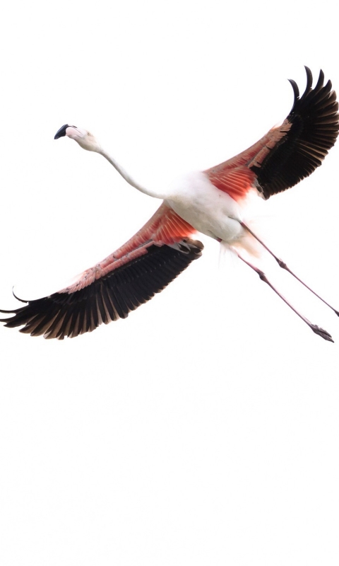 Téléchargez des papiers peints mobile Animaux, Oiseau, Des Oiseaux, Flamant Rose gratuitement.