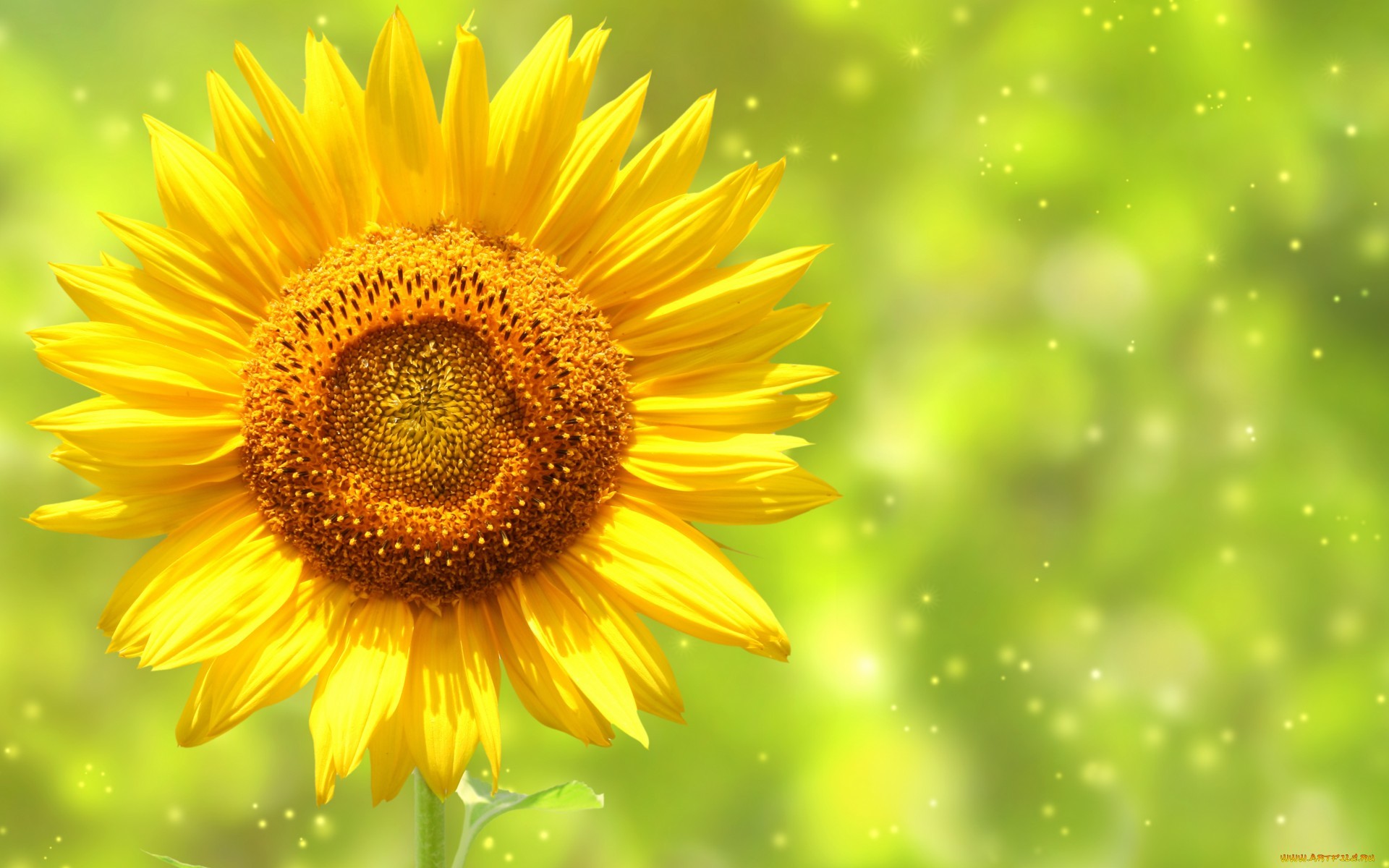 26228 Bild herunterladen sonnenblumen, blumen, hintergrund, pflanzen - Hintergrundbilder und Bildschirmschoner kostenlos