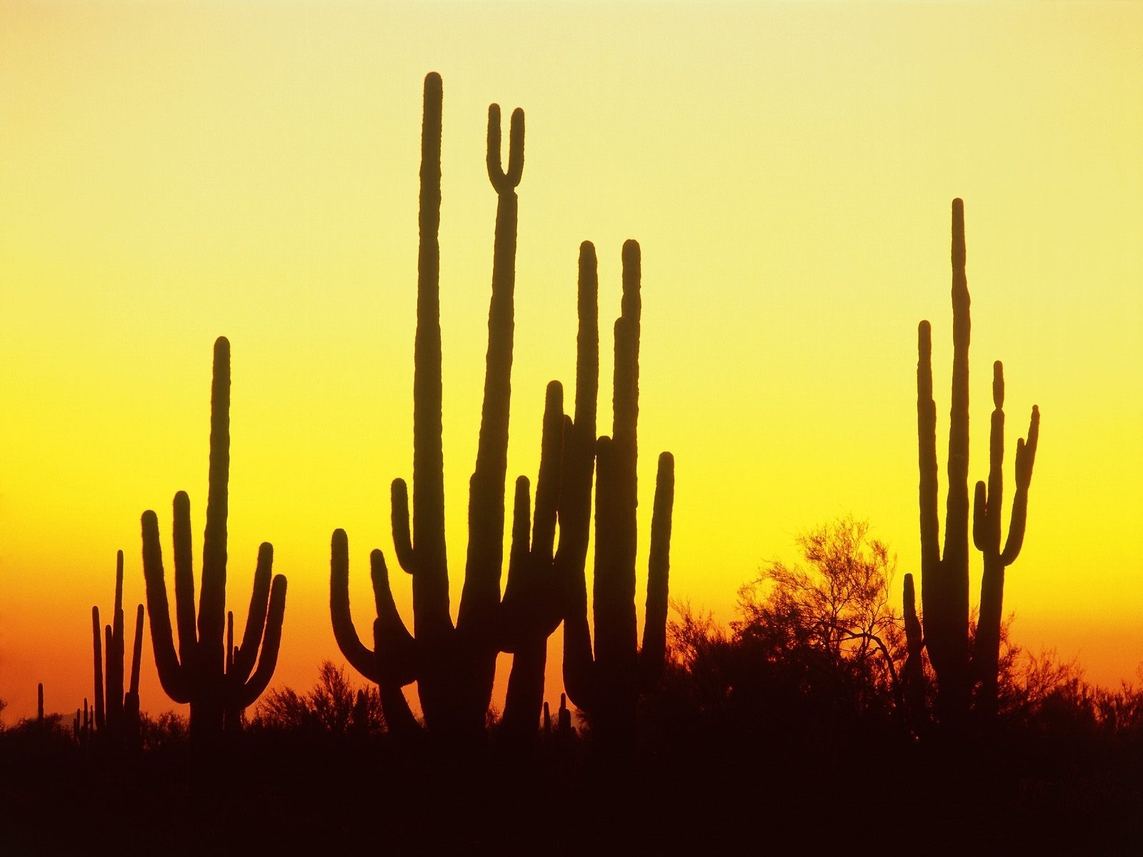 Descarga gratuita de fondo de pantalla para móvil de Naturaleza, Cactus, Silueta, Atardecer, Tierra/naturaleza.