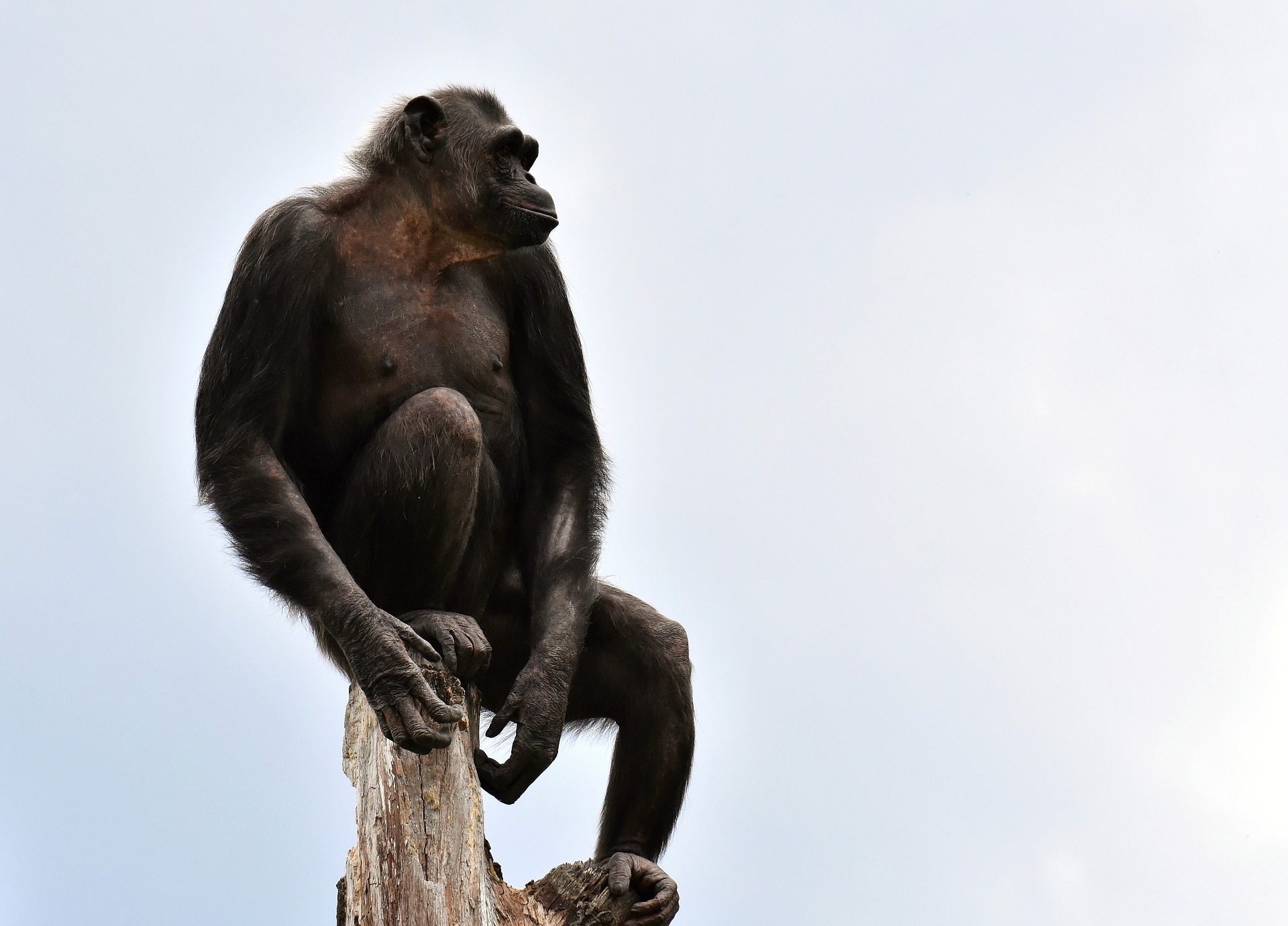 Free download wallpaper Monkeys, Monkey, Animal, Zoo, Primate, Chimpanzee, Ape on your PC desktop