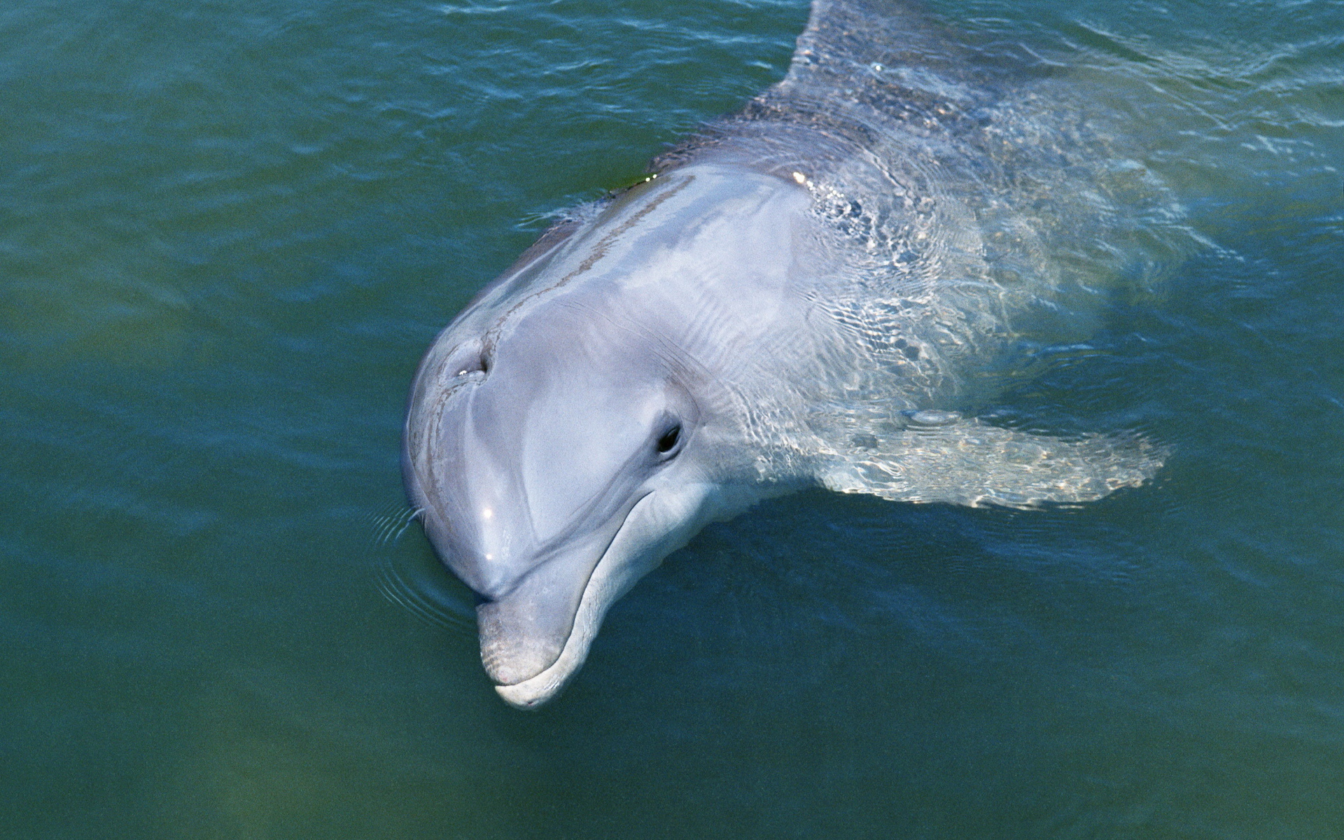 Download mobile wallpaper Animal, Dolphin for free.