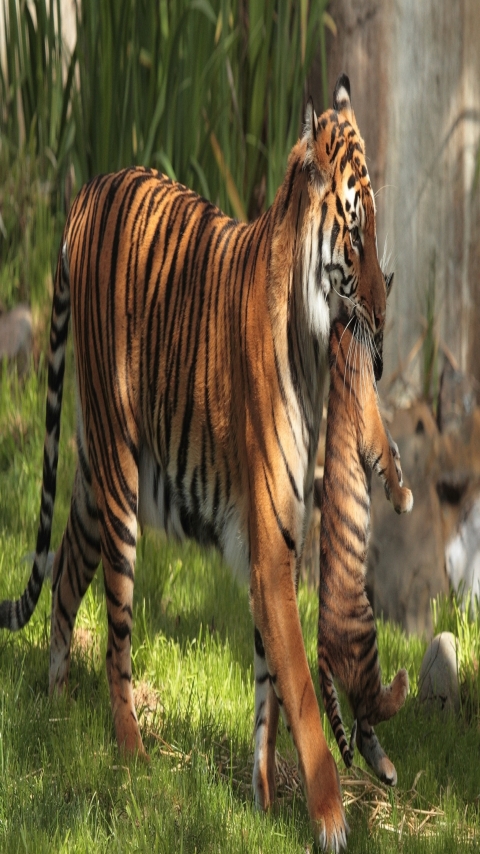 Baixar papel de parede para celular de Animais, Gatos, Tigre, Animal Bebê, Filhote gratuito.