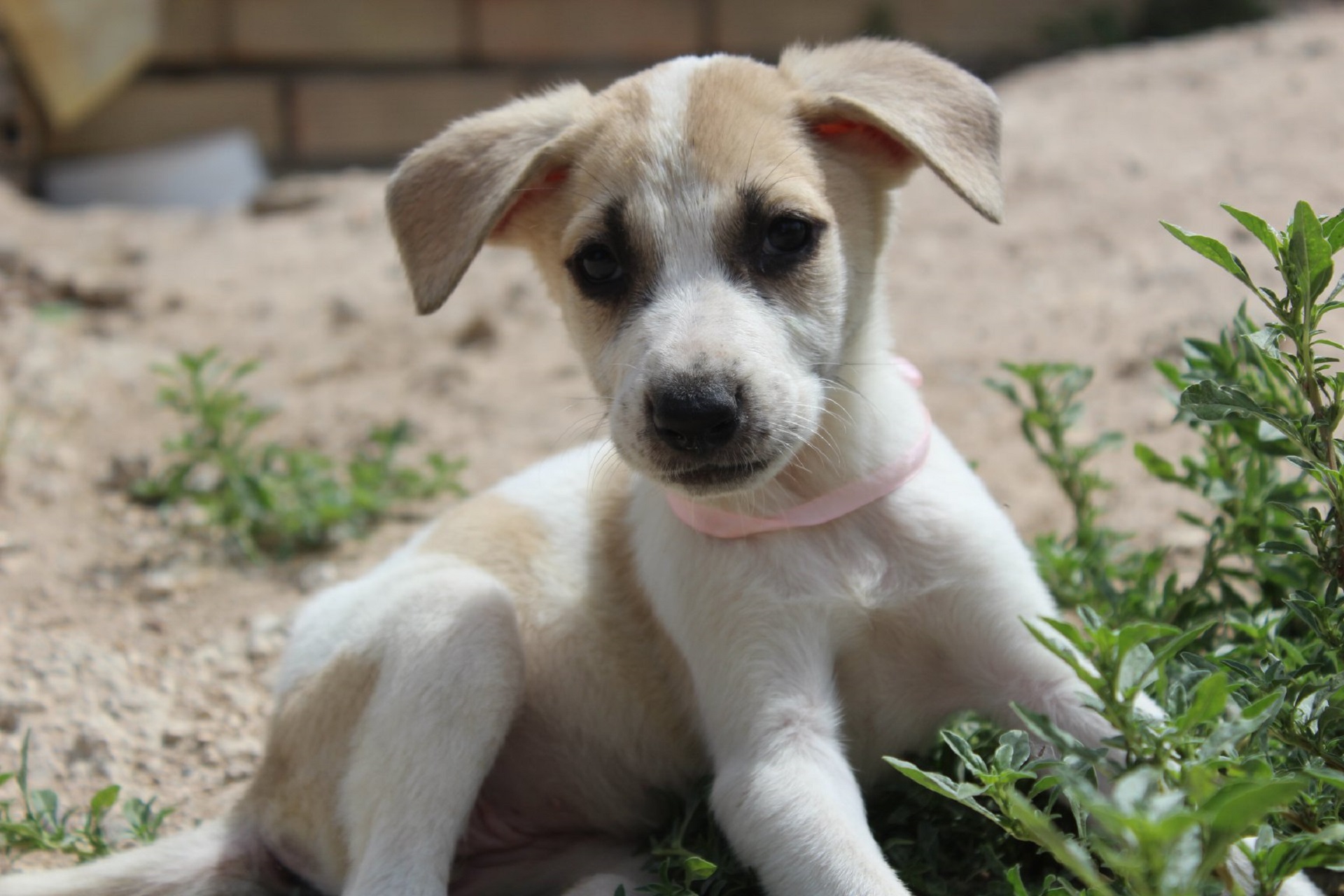 Baixe gratuitamente a imagem Animais, Cães, Cão, Filhote na área de trabalho do seu PC