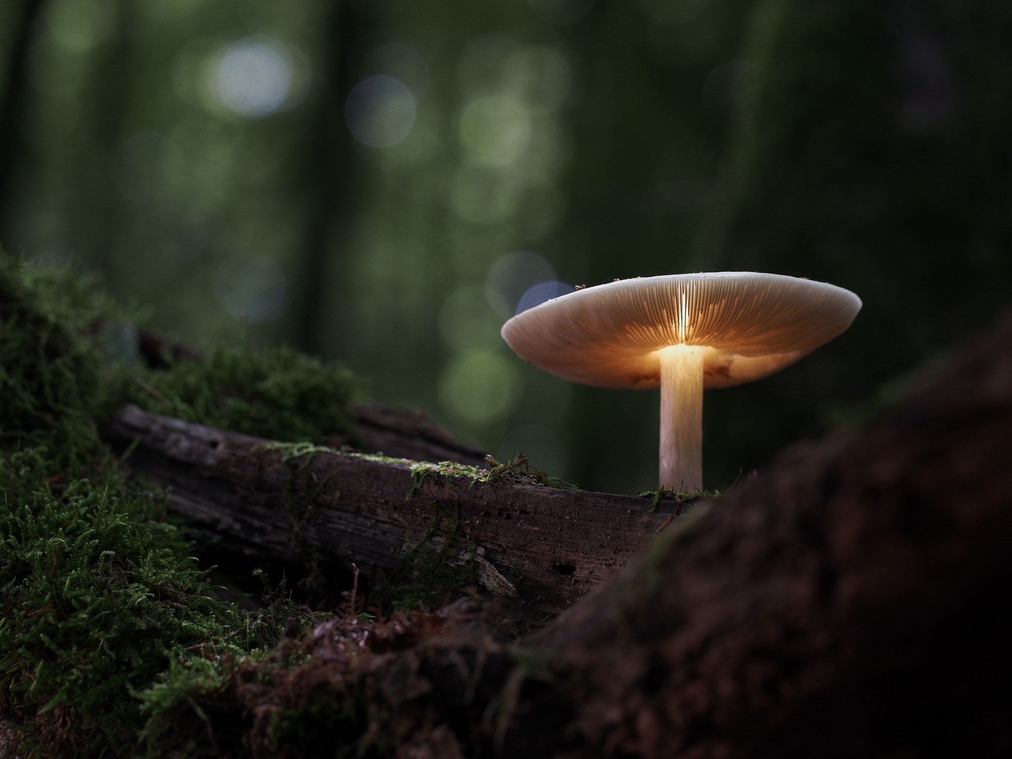 Free download wallpaper Nature, Mushroom, Candle, Photography, Manipulation on your PC desktop