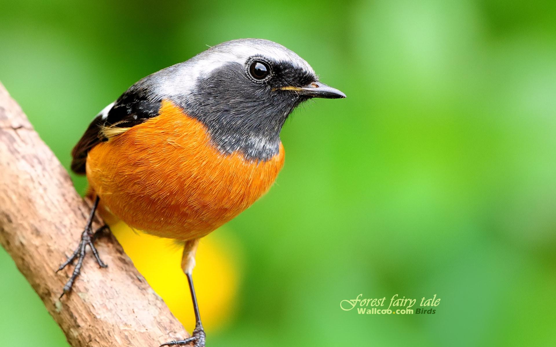 Laden Sie das Tiere, Vögel, Vogel-Bild kostenlos auf Ihren PC-Desktop herunter