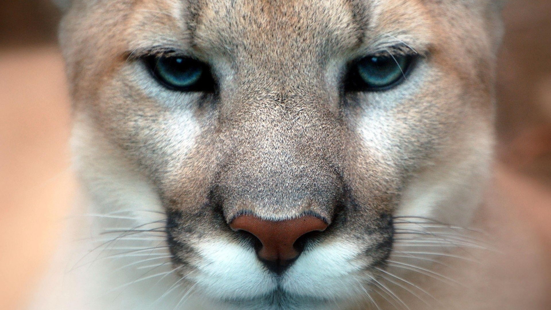 animal, cougar