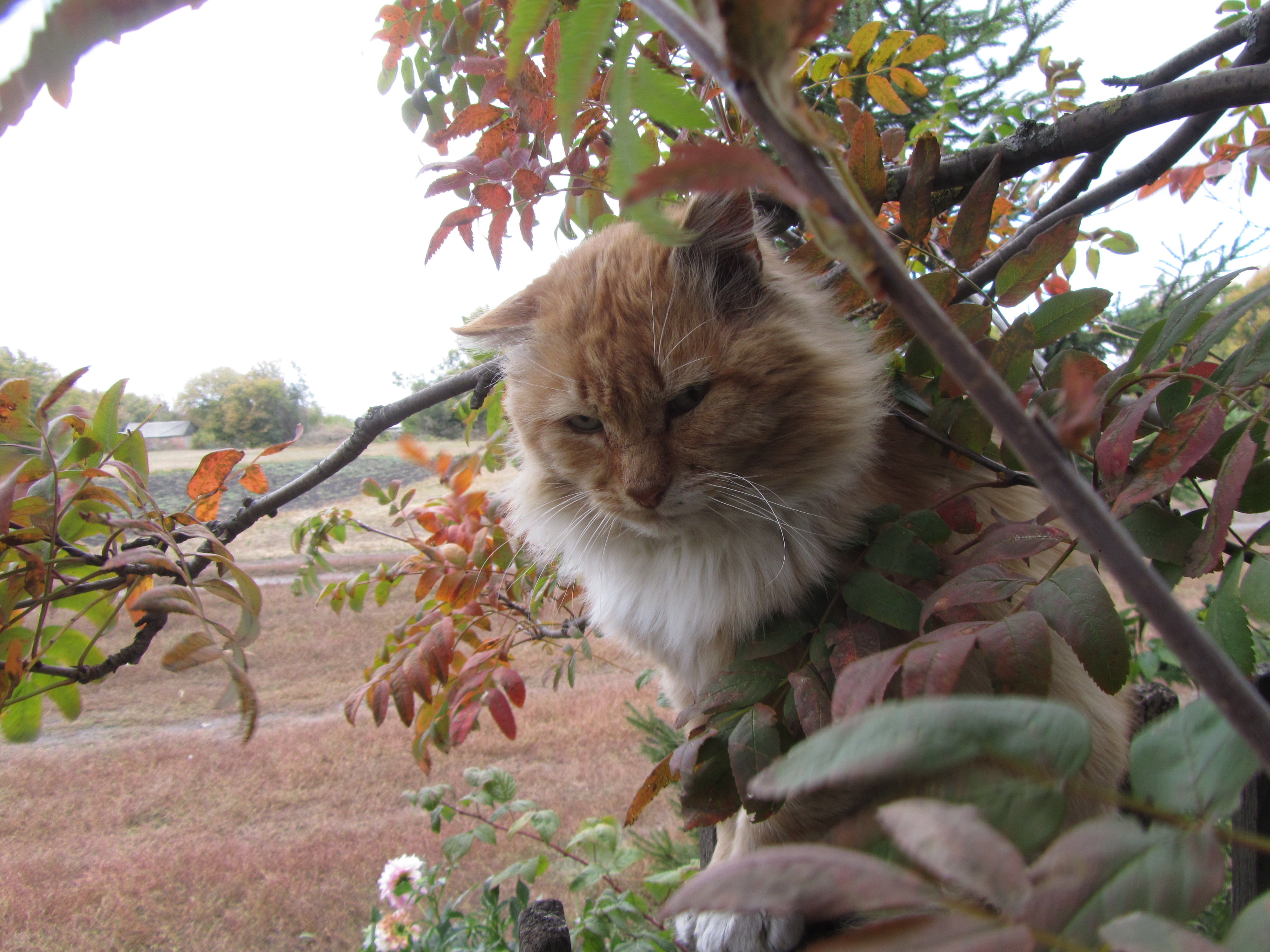 Descarga gratuita de fondo de pantalla para móvil de Gato, Gatos, Animales.