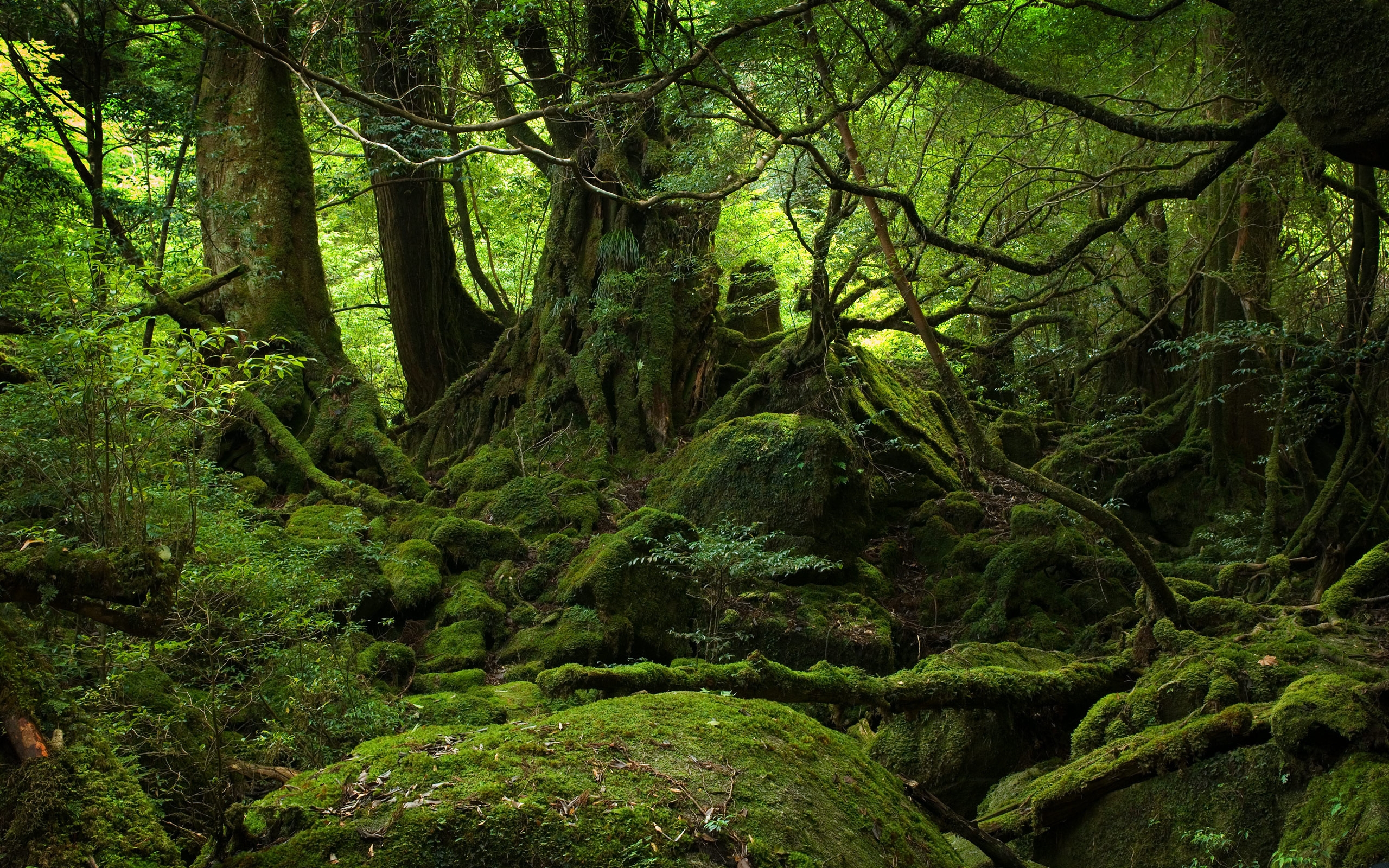 trees, landscape, green desktop HD wallpaper