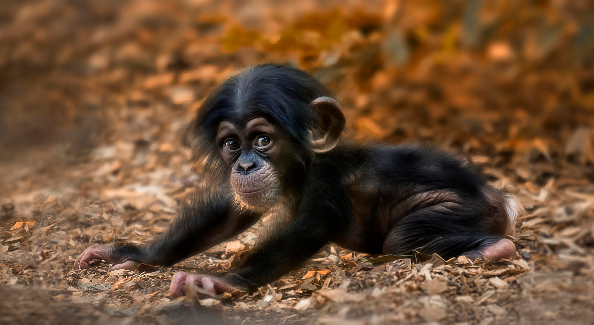 418645画像をダウンロード動物, チンパンジー, 赤ちゃん動物, 可愛い, 猿, サル-壁紙とスクリーンセーバーを無料で