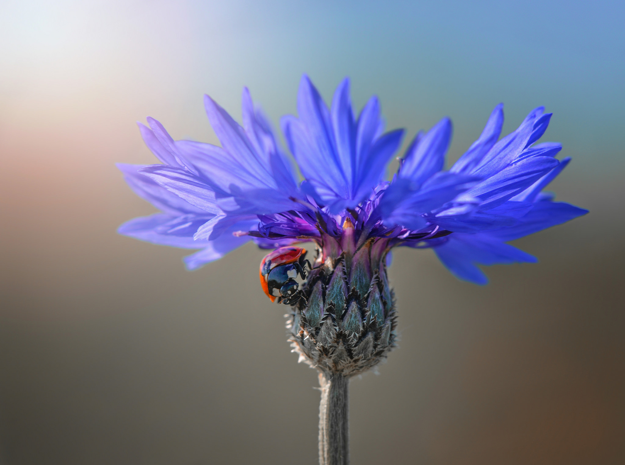 Download mobile wallpaper Flower, Insect, Animal, Ladybug, Bokeh, Blue Flower for free.