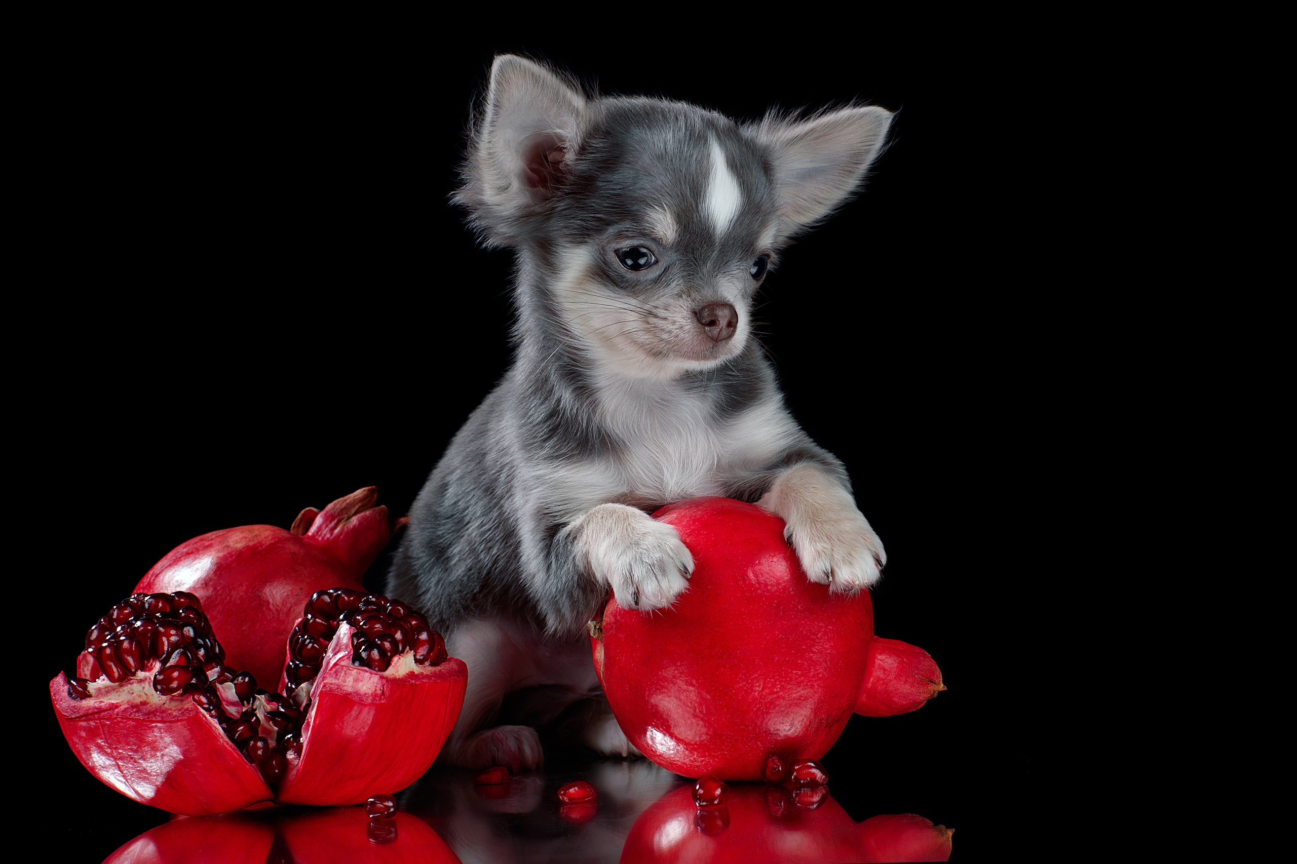 Download mobile wallpaper Dogs, Dog, Animal, Pomegranate, Chihuahua for free.