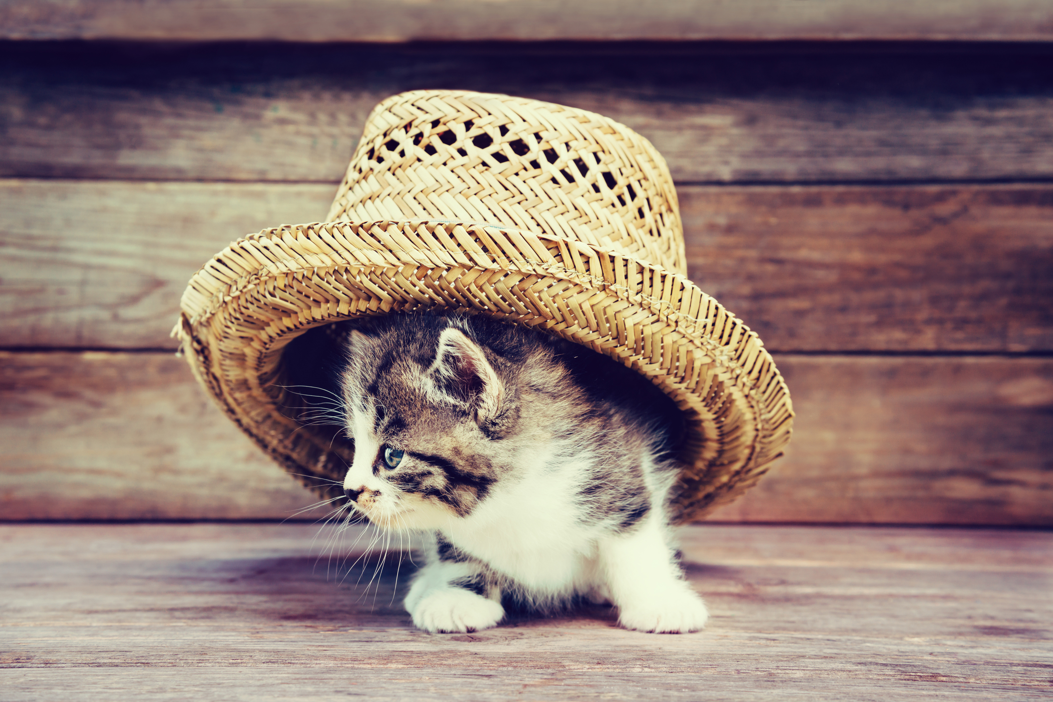 Descarga gratuita de fondo de pantalla para móvil de Animales, Gatos, Gato, Gatito, Sombrero, Bebe Animal.