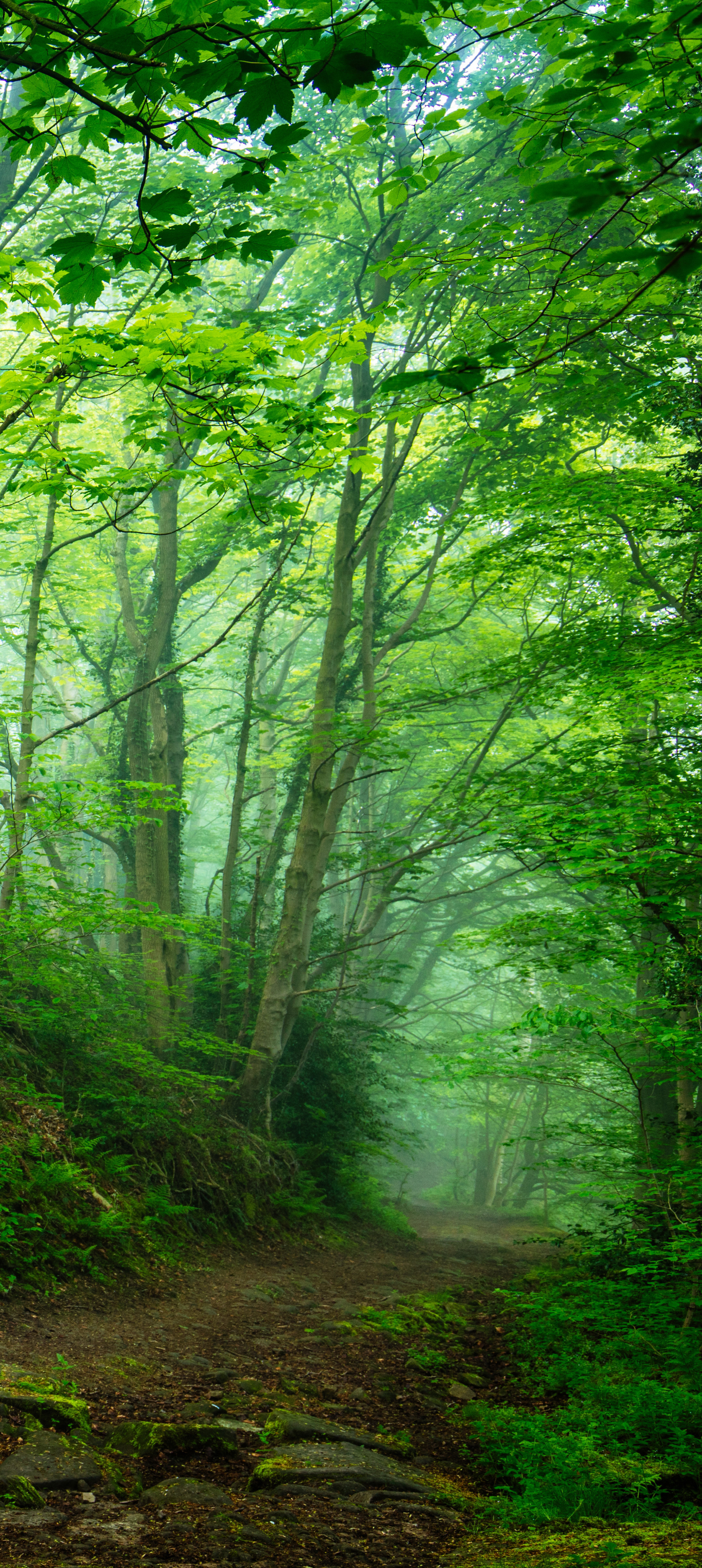 Скачати мобільні шпалери Ліс, Зелень, Земля безкоштовно.
