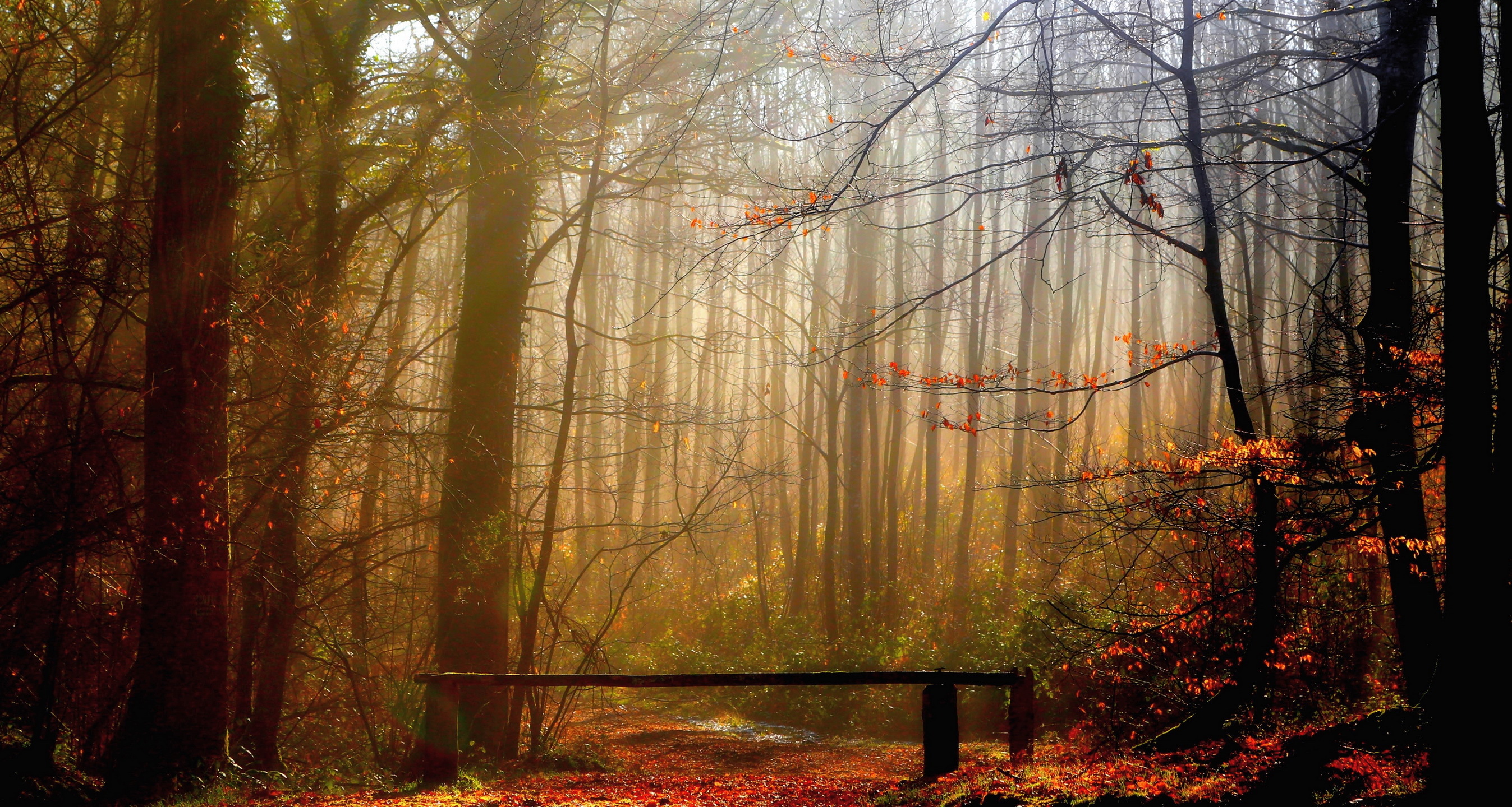 Descarga gratis la imagen Naturaleza, Bosque, Árbol, Rayo De Sol, Tierra/naturaleza en el escritorio de tu PC