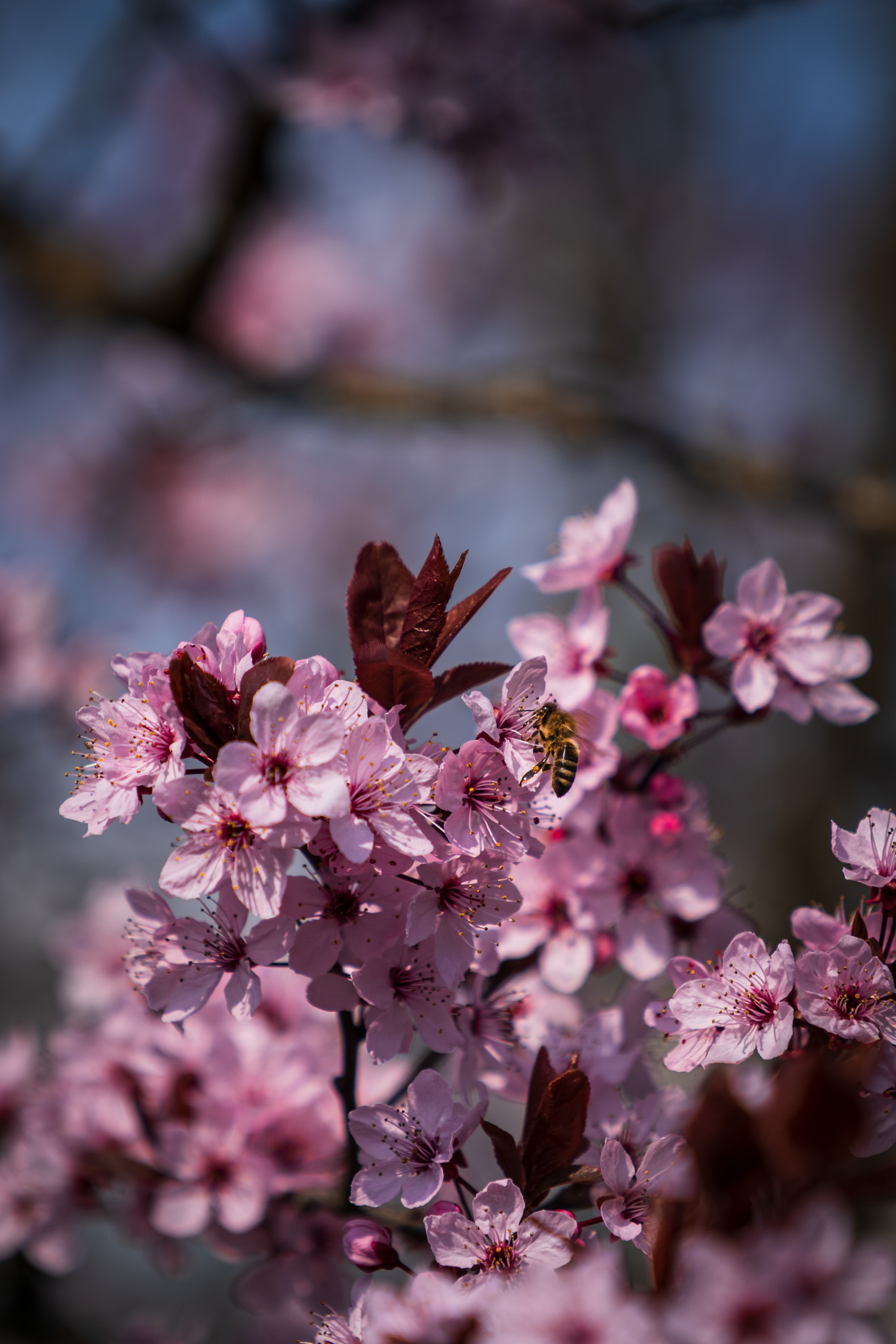 Download mobile wallpaper Petals, Bee, Flowers, Spring for free.