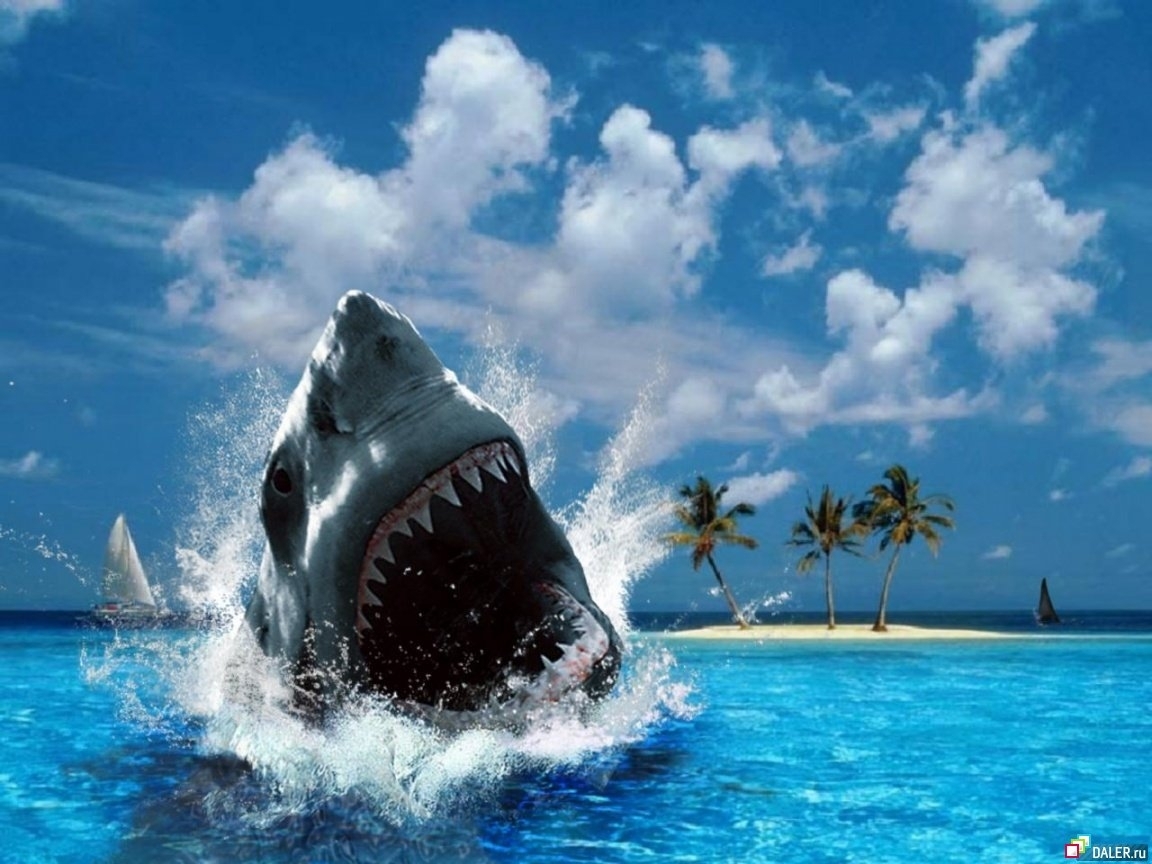 8149 télécharger le fond d'écran sharks, animaux, eau, mer, bleu - économiseurs d'écran et images gratuitement