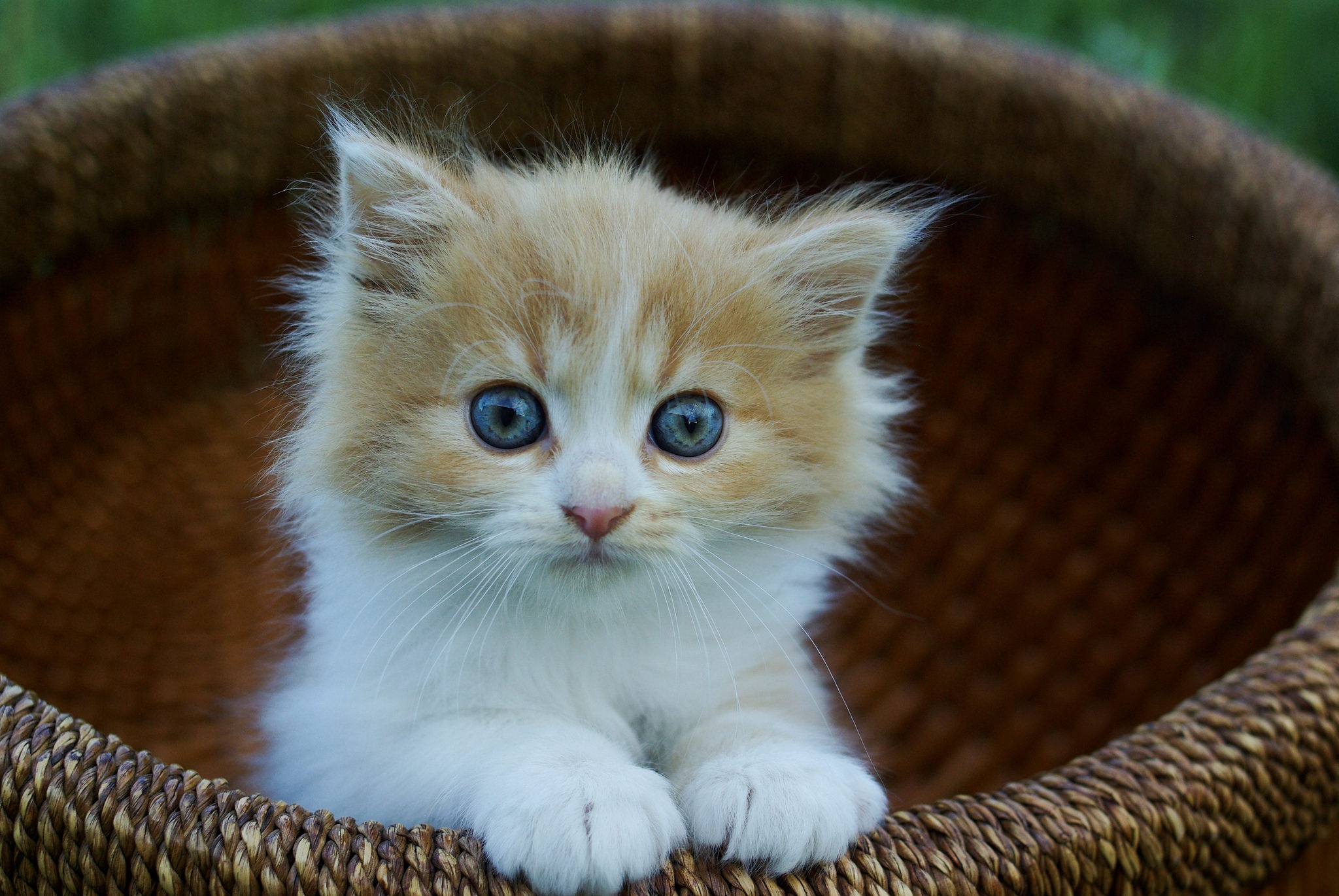 Laden Sie das Tiere, Katzen, Katze, Kätzchen, Tierbaby-Bild kostenlos auf Ihren PC-Desktop herunter