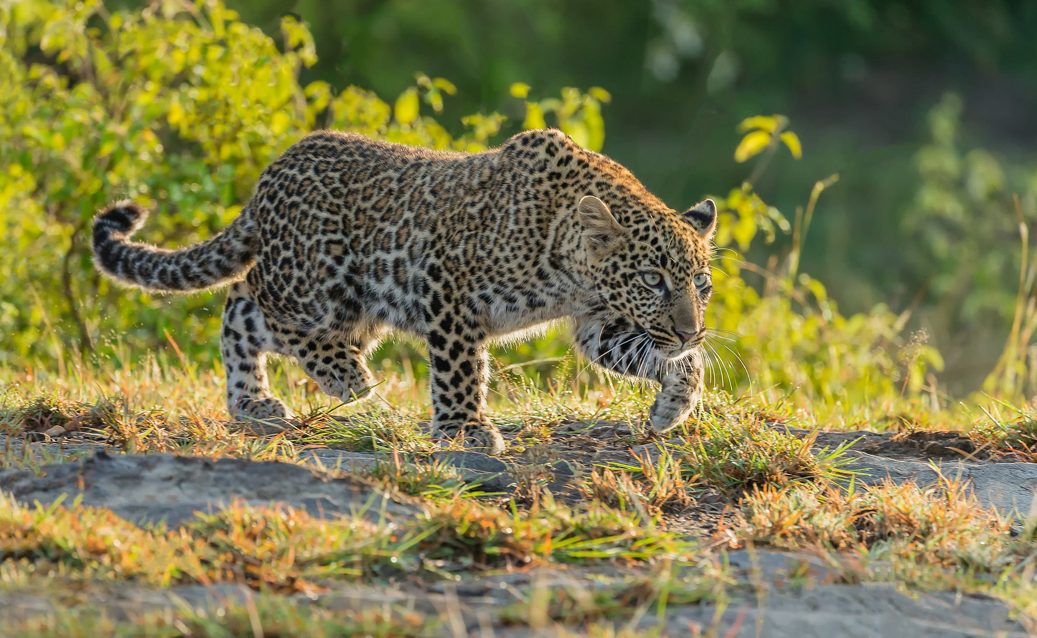 Handy-Wallpaper Tiere, Katzen, Leopard kostenlos herunterladen.