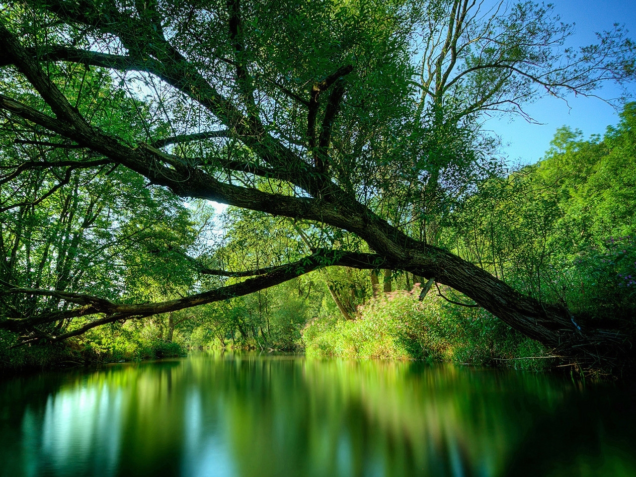 無料モバイル壁紙風景, 木, 川をダウンロードします。