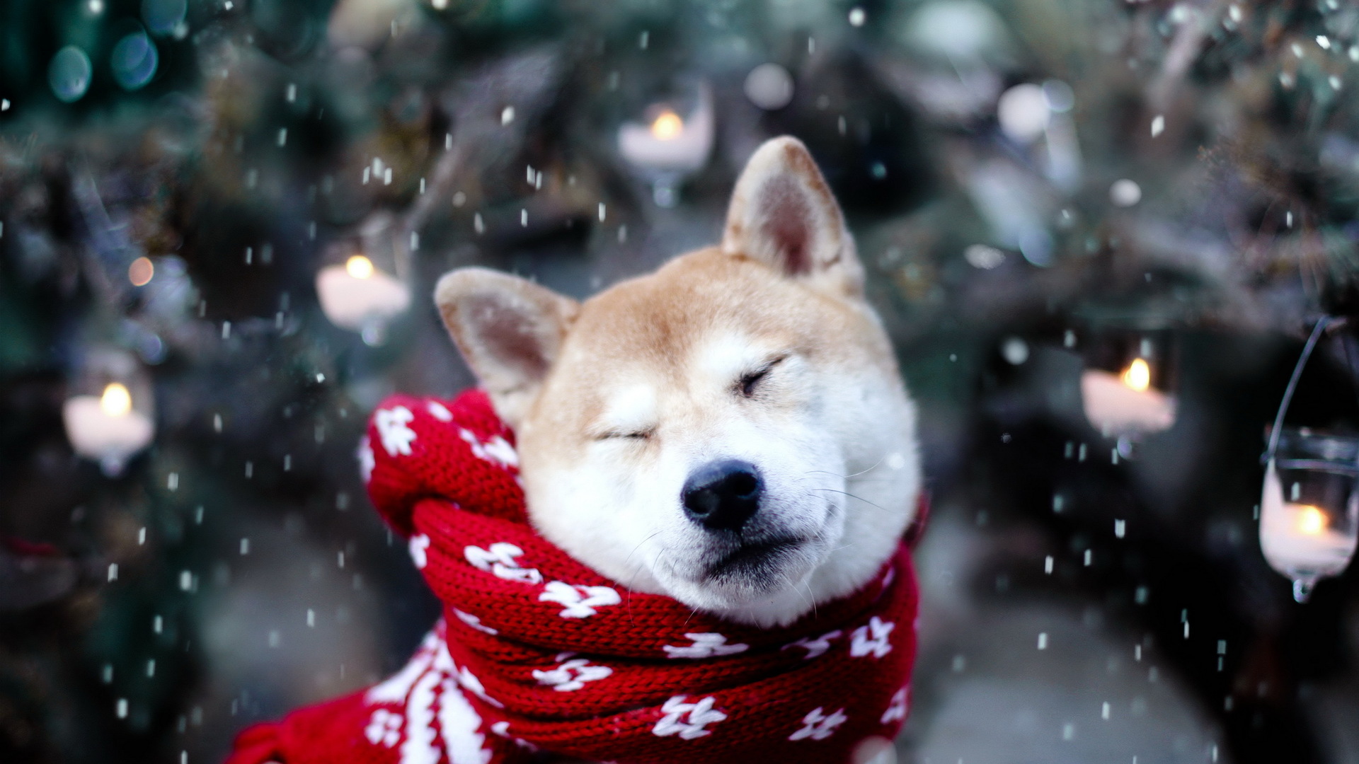 Download mobile wallpaper Dog, Animal, Shiba Inu for free.