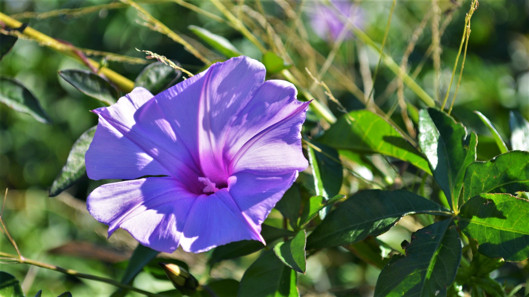 Descarga gratuita de fondo de pantalla para móvil de Naturaleza, Flores, Flor, Flor Silvestre, Flor Purpura, Tierra/naturaleza.