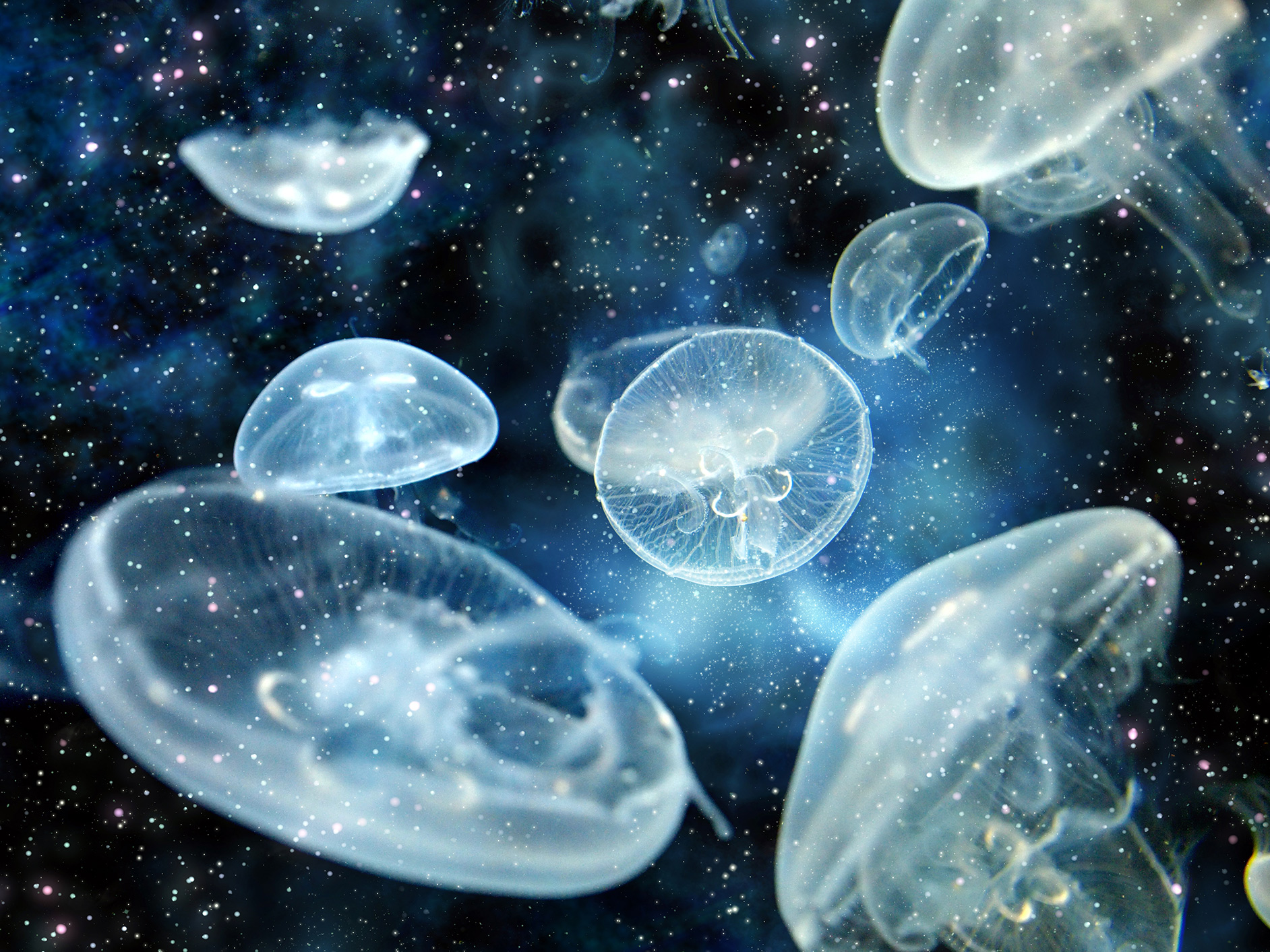 Free download wallpaper Jellyfish, Fishes, Animal on your PC desktop