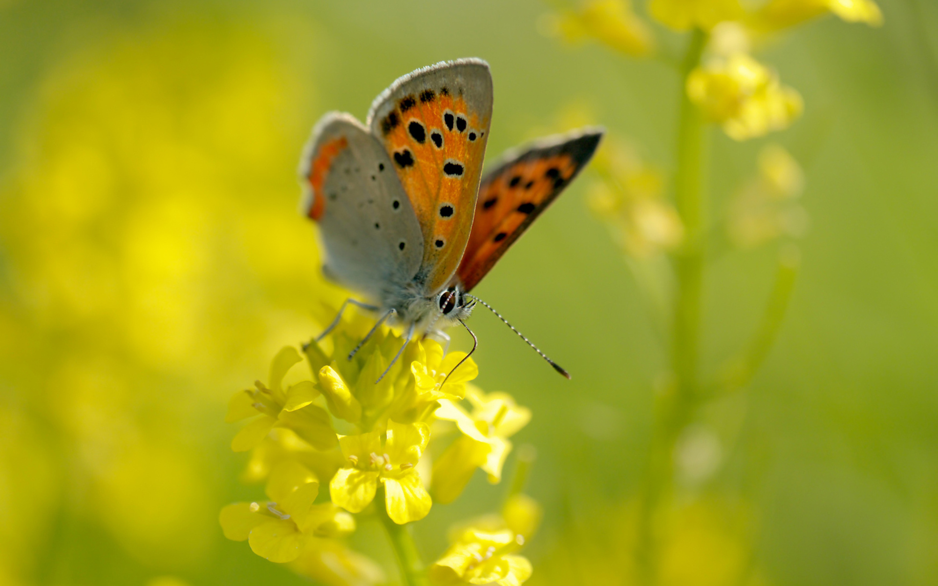 Free download wallpaper Butterfly, Animal on your PC desktop