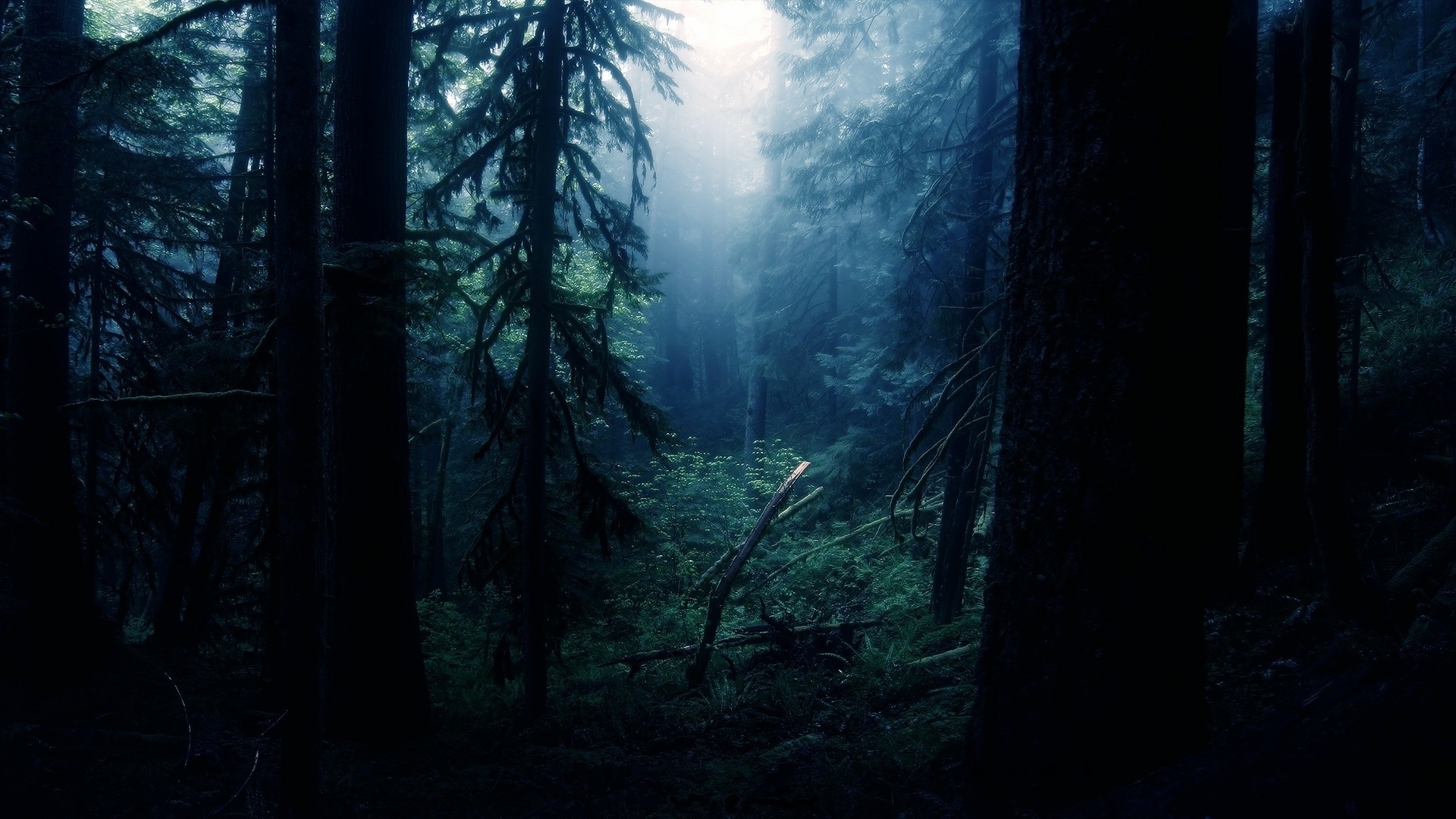 Скачать обои бесплатно Лес, Туман, Ландшафт, Земля/природа картинка на рабочий стол ПК