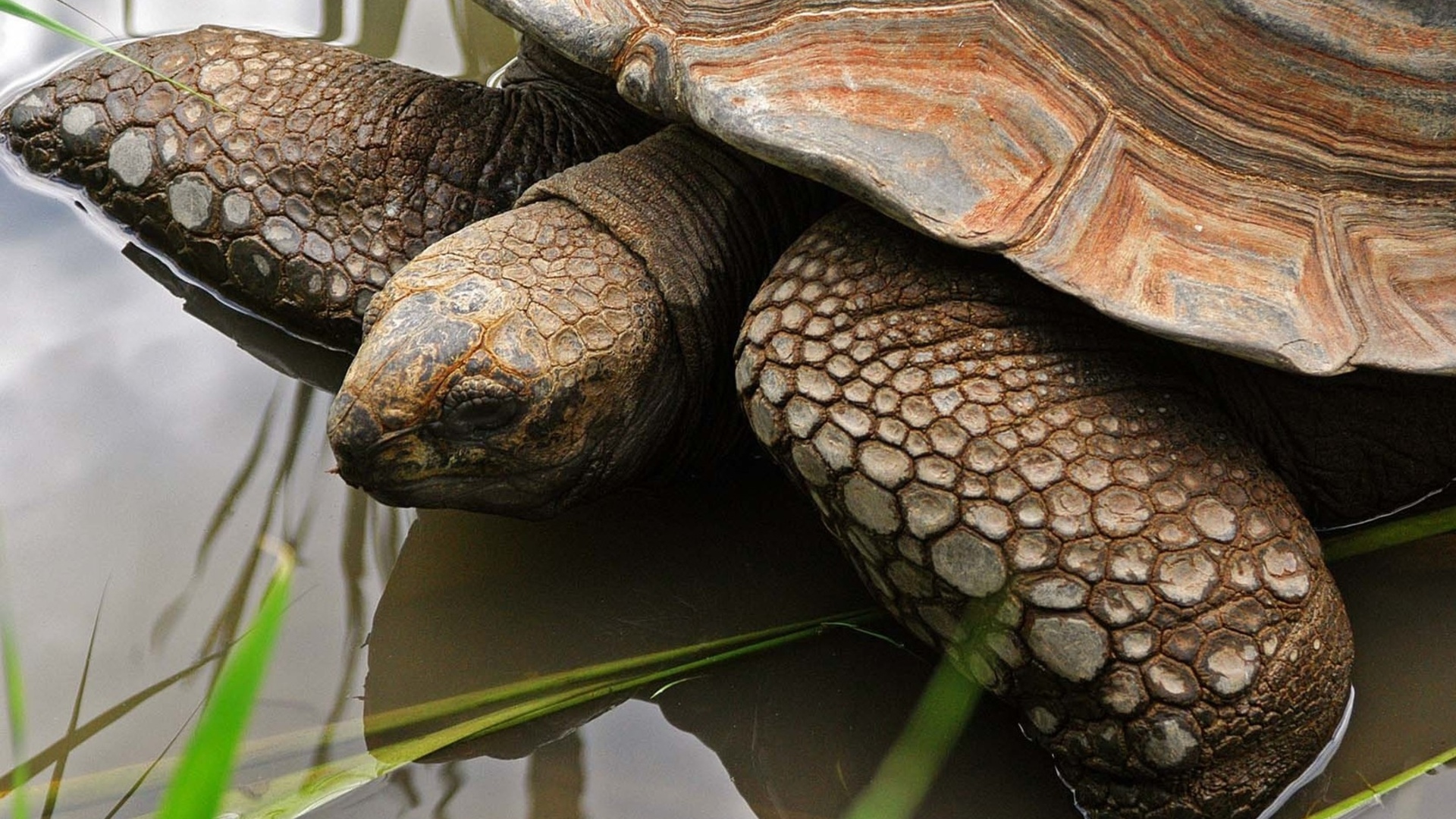 Laden Sie das Schildkröte, Schildkröten, Tiere-Bild kostenlos auf Ihren PC-Desktop herunter