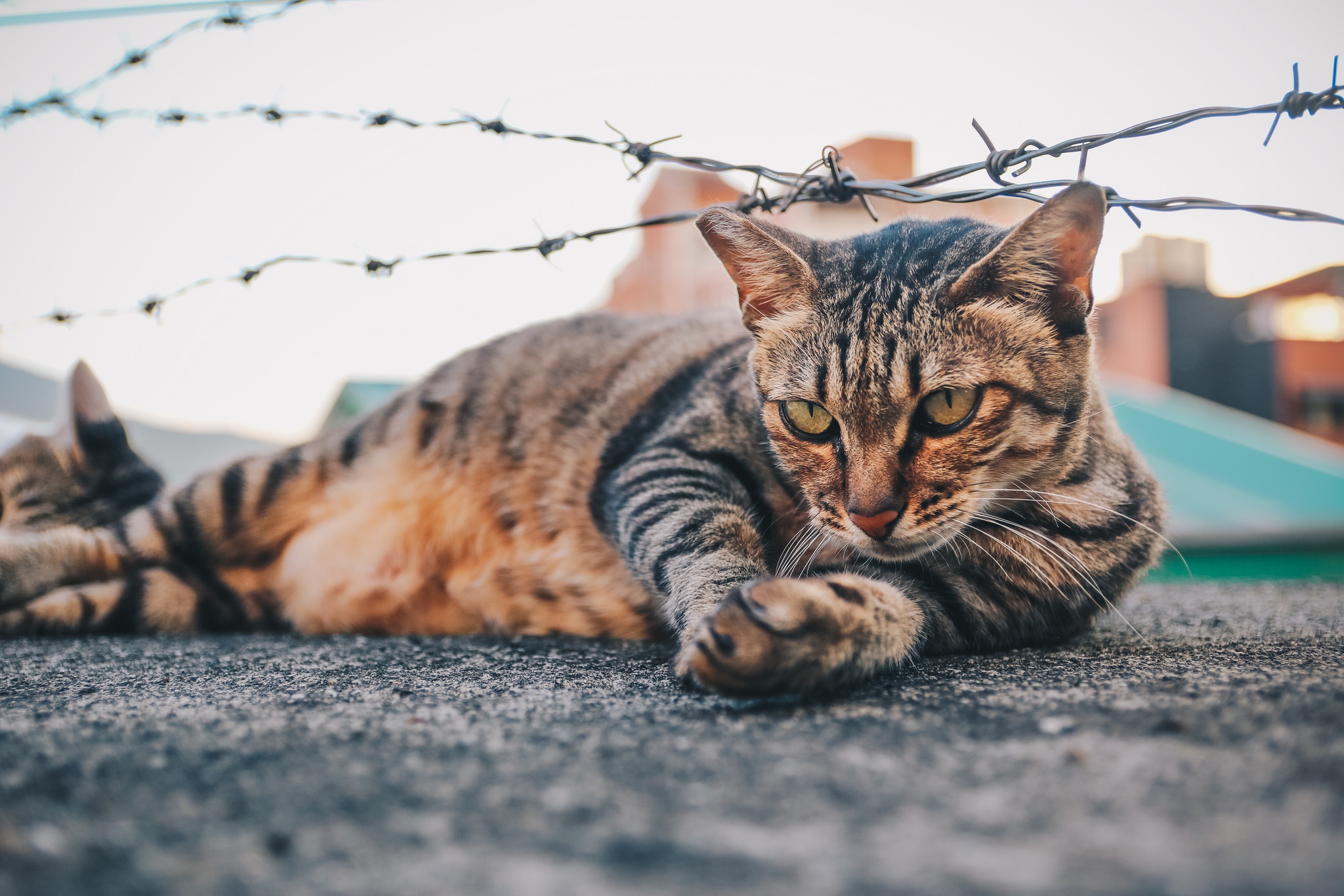 Baixe gratuitamente a imagem Gato, Gatos, Animais na área de trabalho do seu PC