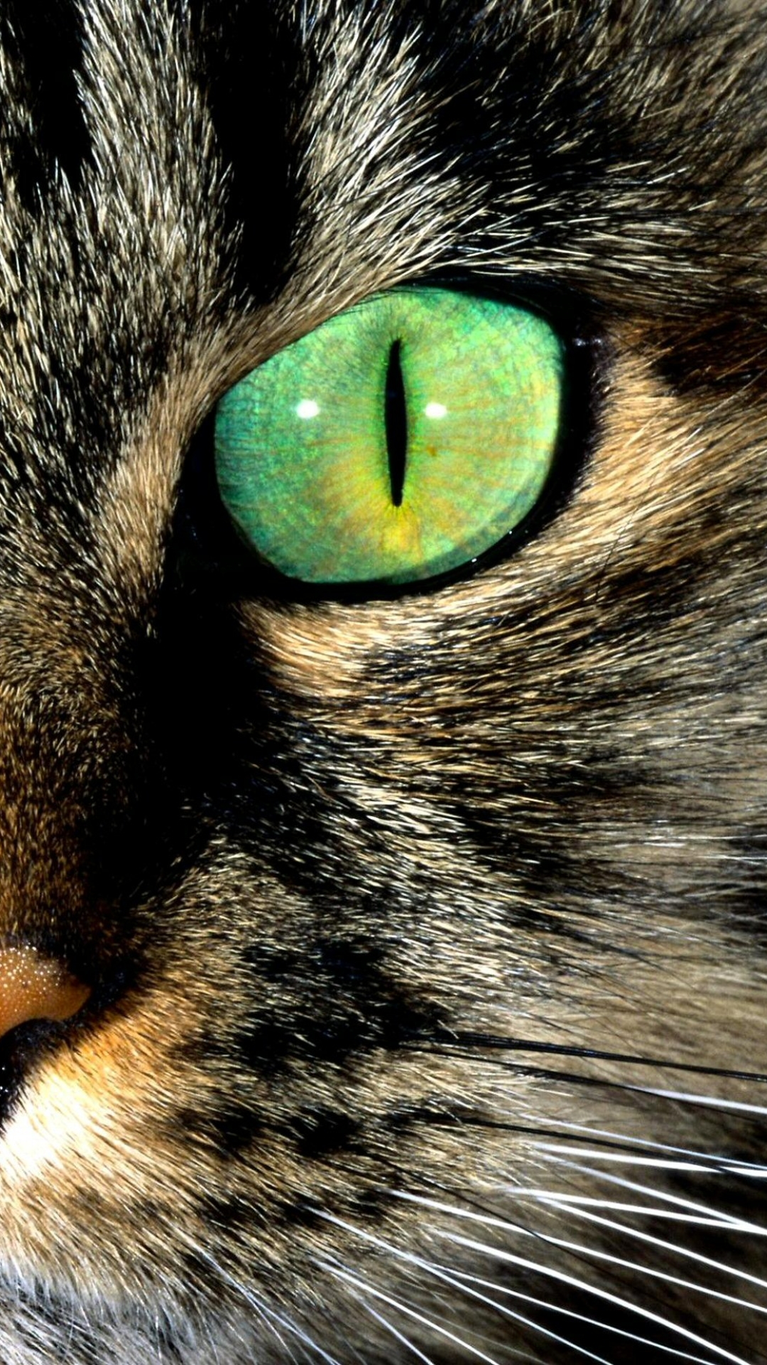 Download mobile wallpaper Cats, Macro, Cat, Animal, Eye for free.