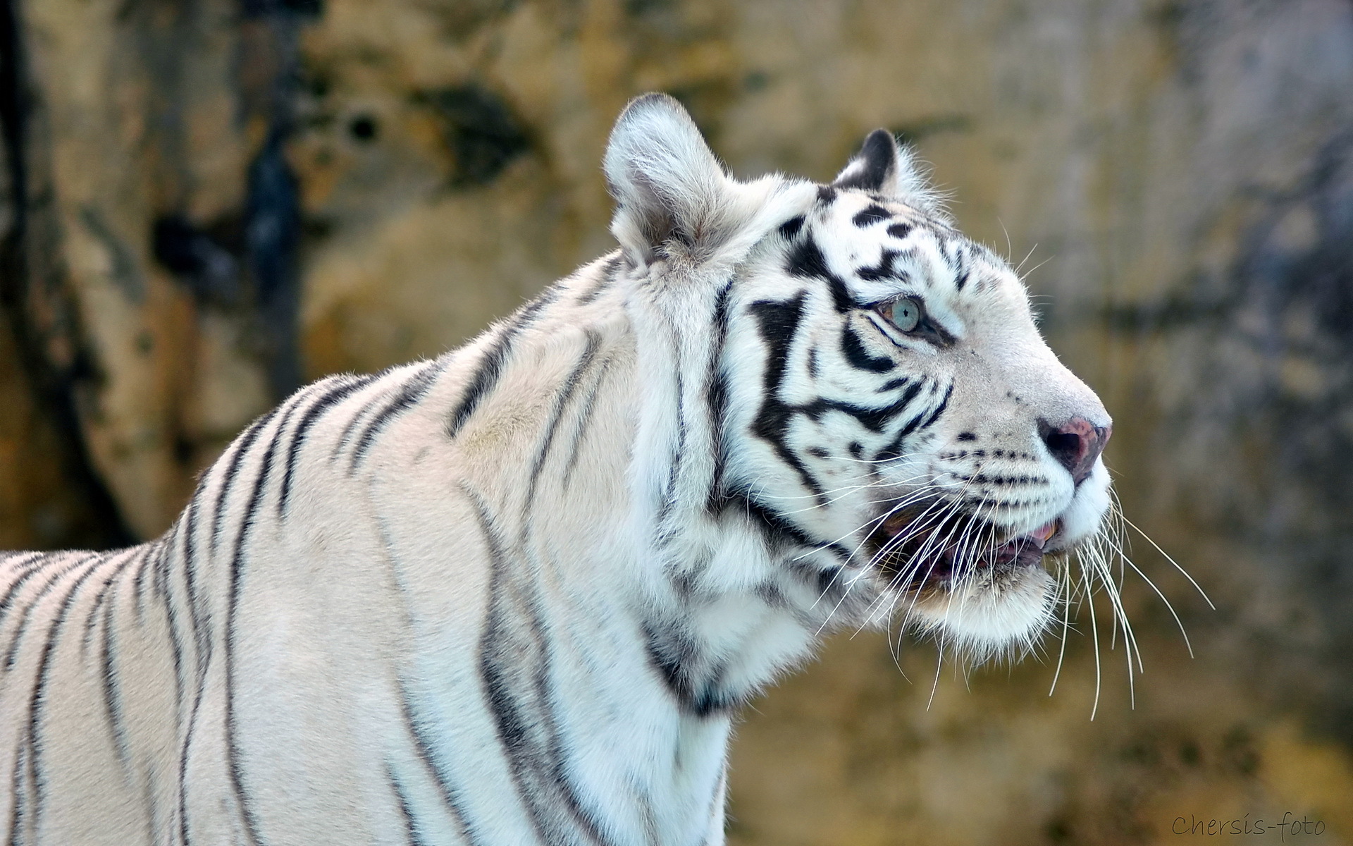 Laden Sie das Tiere, Katzen, Weißer Tiger-Bild kostenlos auf Ihren PC-Desktop herunter