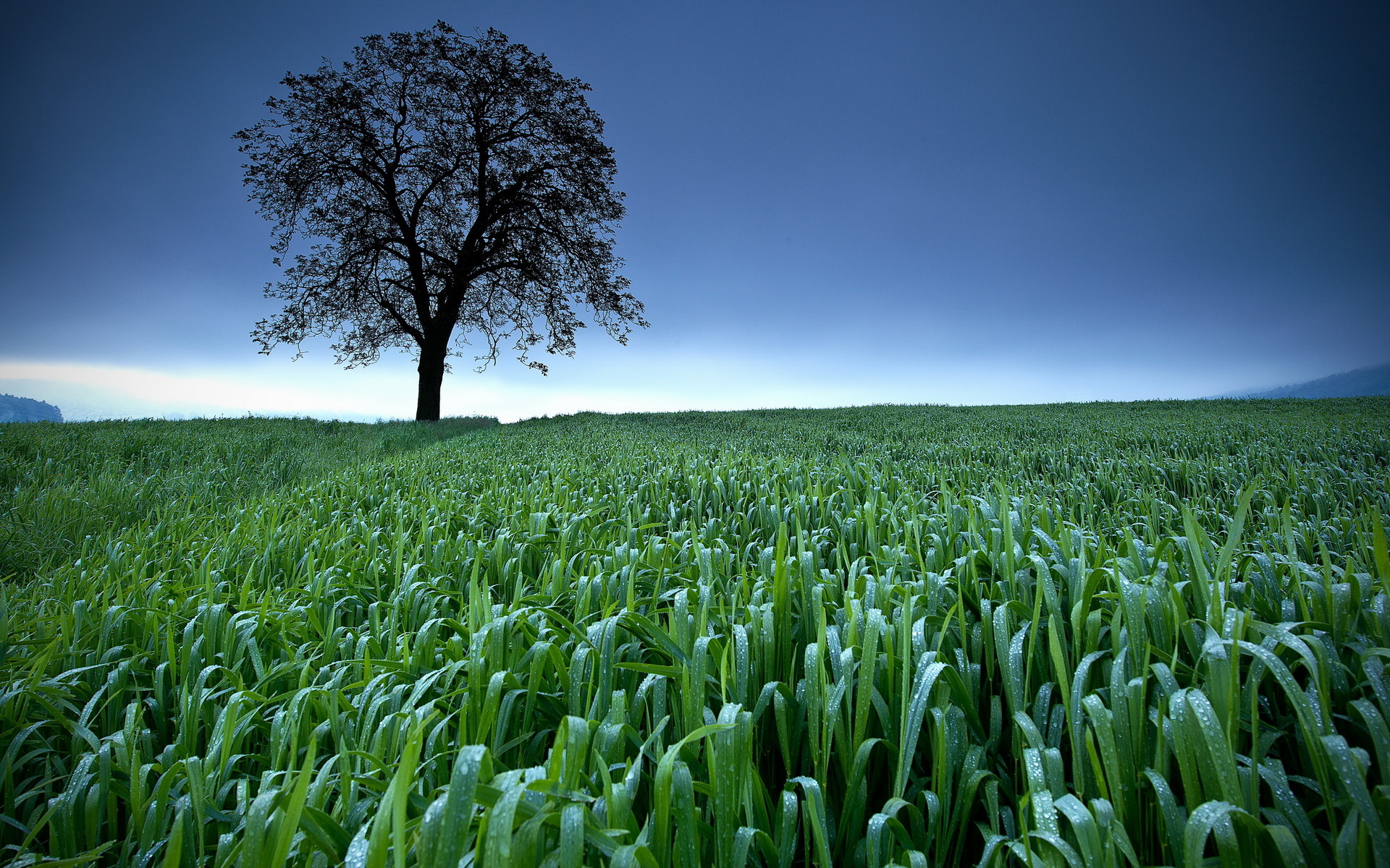 Download mobile wallpaper Trees, Field, Tree, Earth for free.