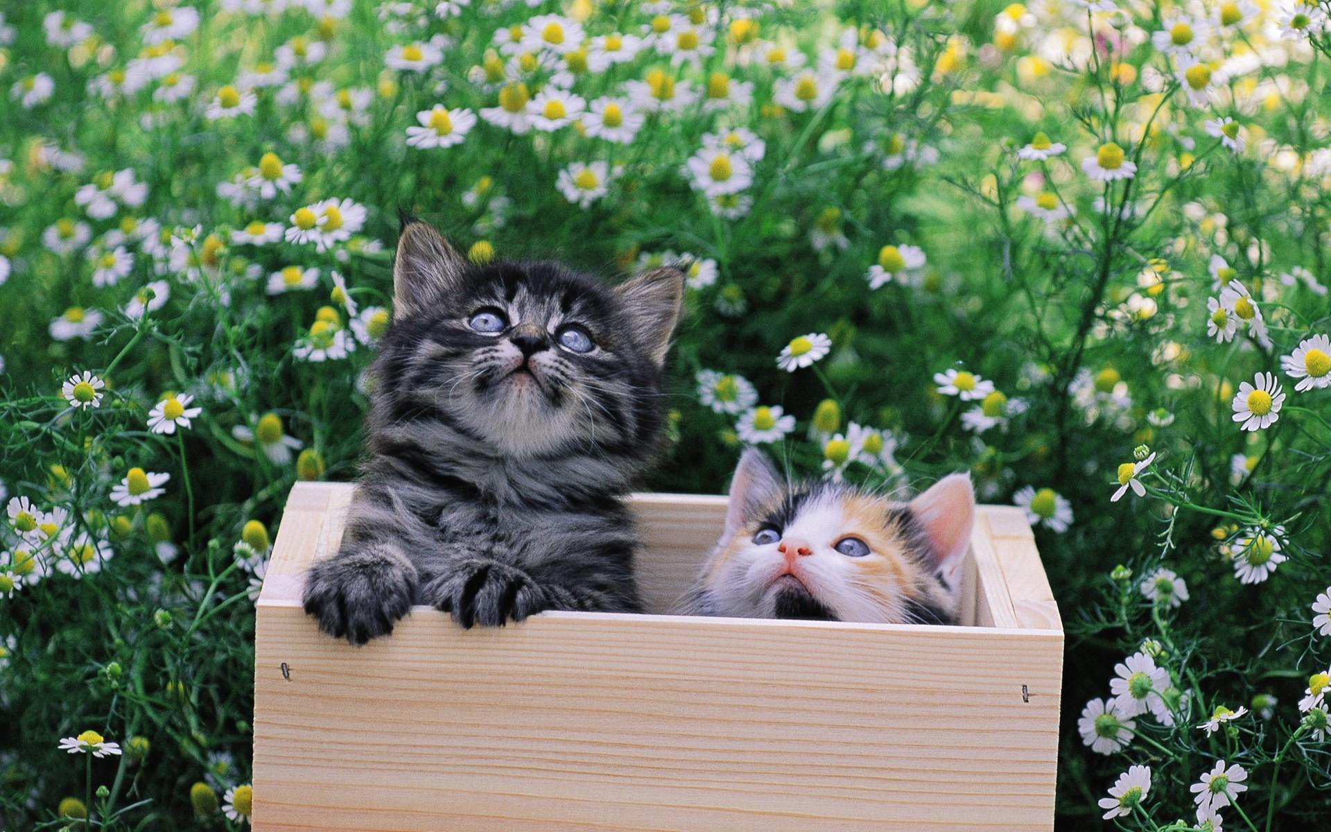animal, cat, box, field, flower, kitten, cats HD wallpaper