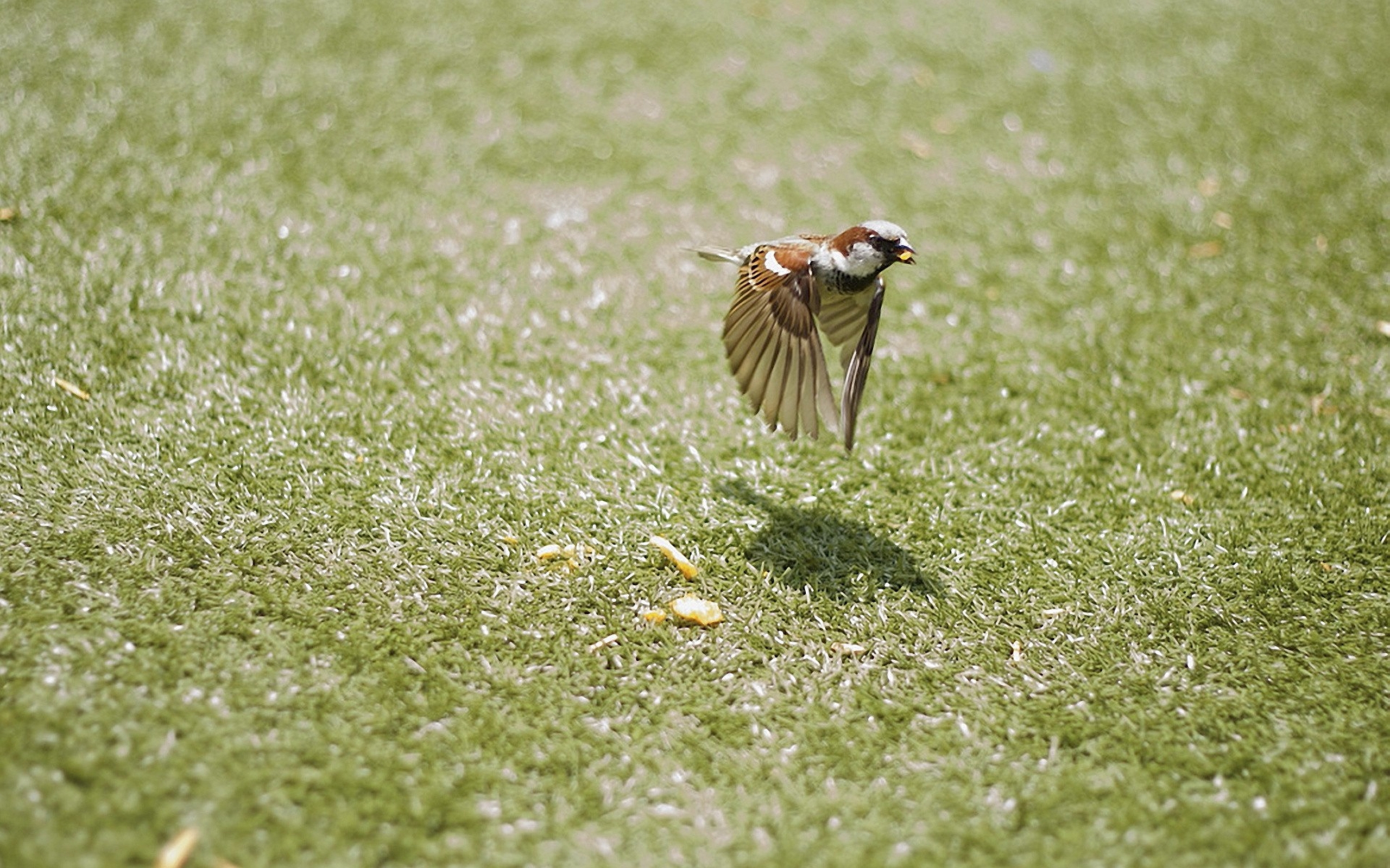 Free download wallpaper Bird, Birds, Animal on your PC desktop